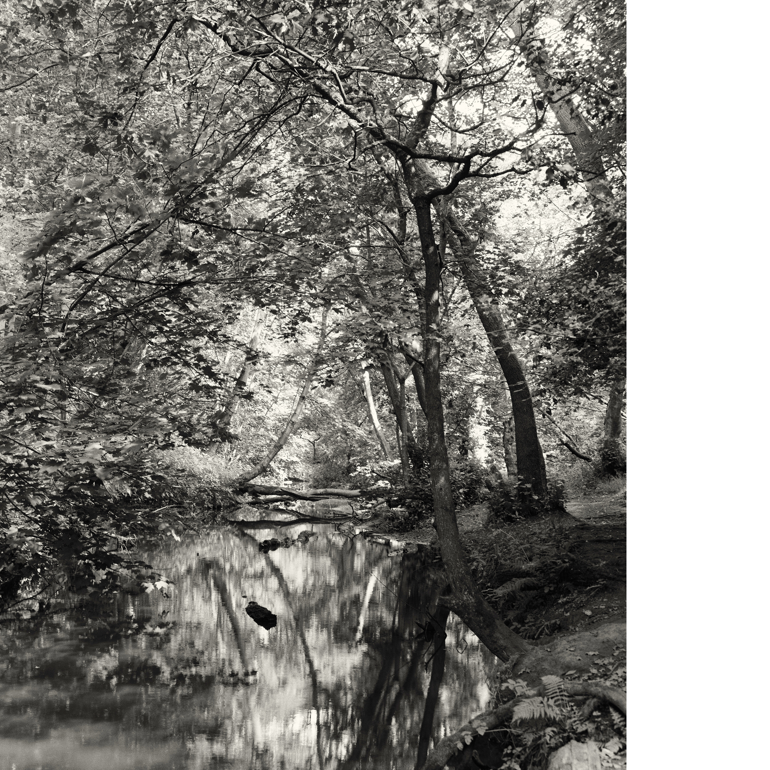 Upstream Canopy.png