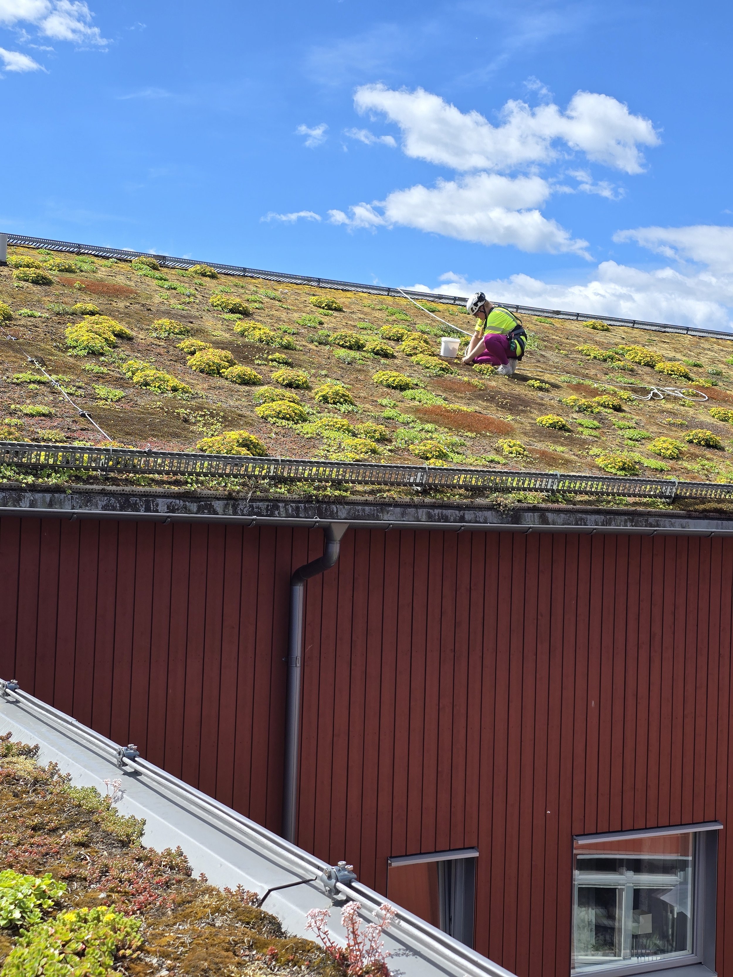 En trädgårdsmästare i säkerhetsutrustning planter växter på en sluttning av ett hus som har en röd träfasad.