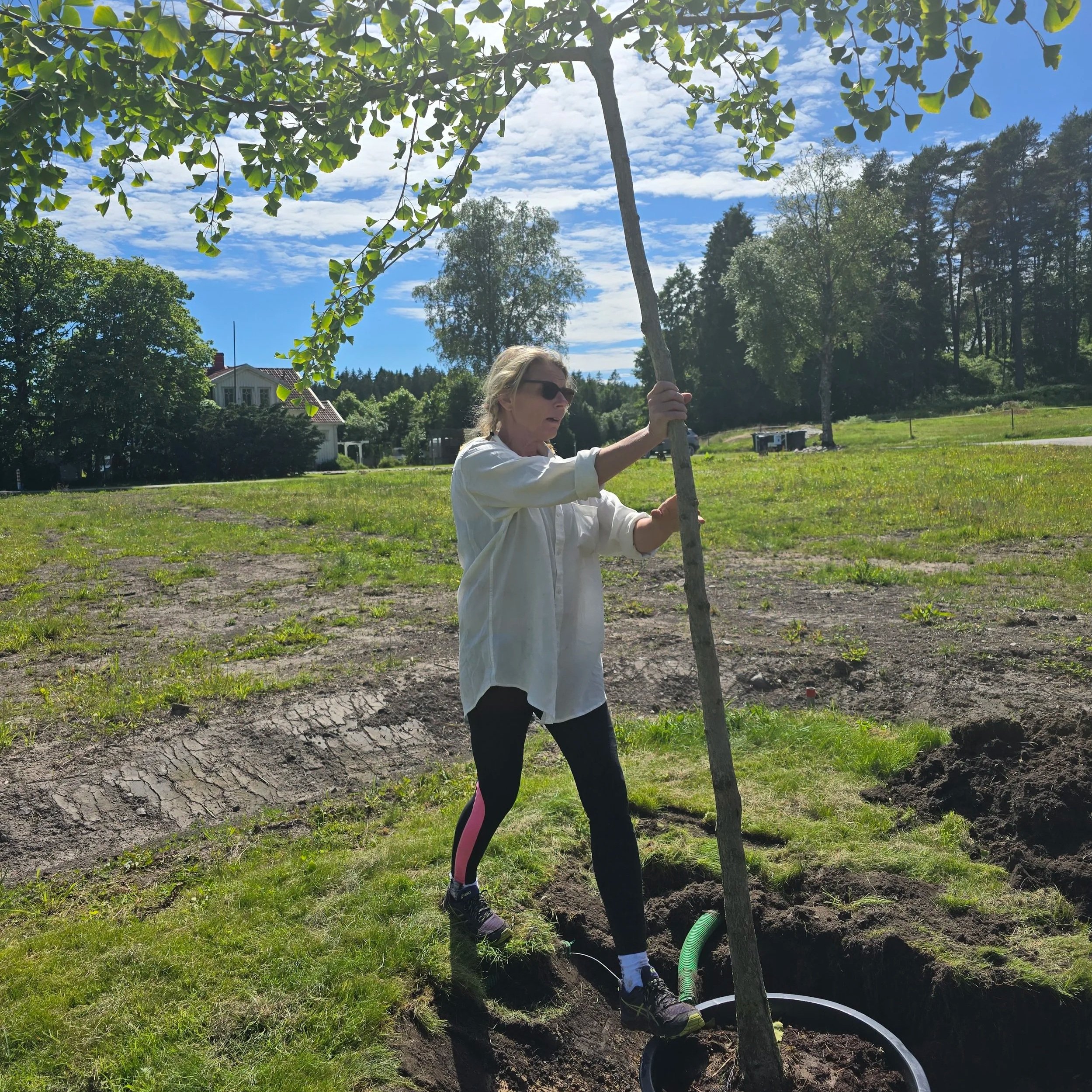 En trädgårdsmästare planterar ett träd i ett soligt landskap med gröna träd och ett hus i bakgrunden.