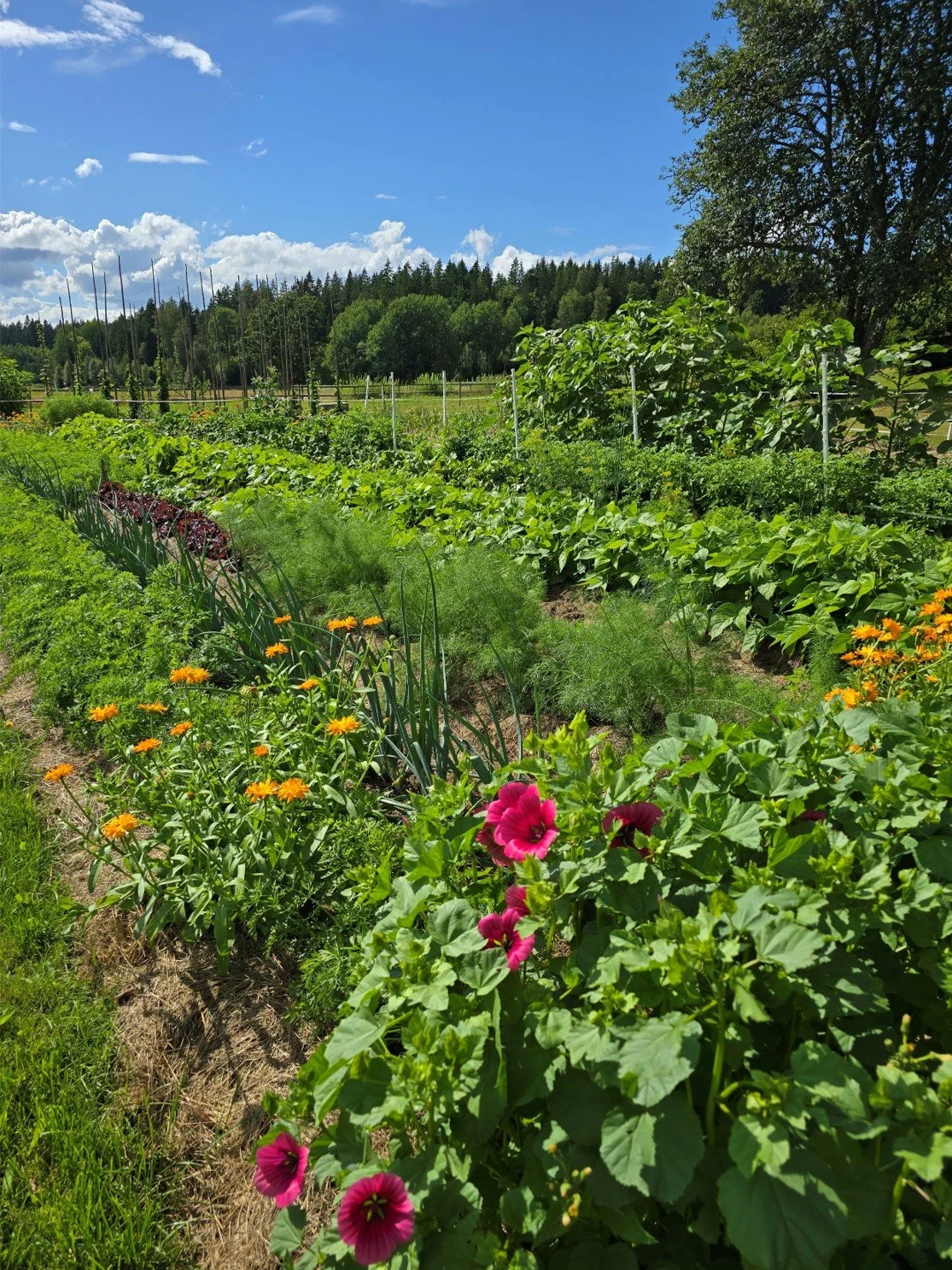En trädgård med olika gröna växter, blommor och odlingar under en klar blå himmel.