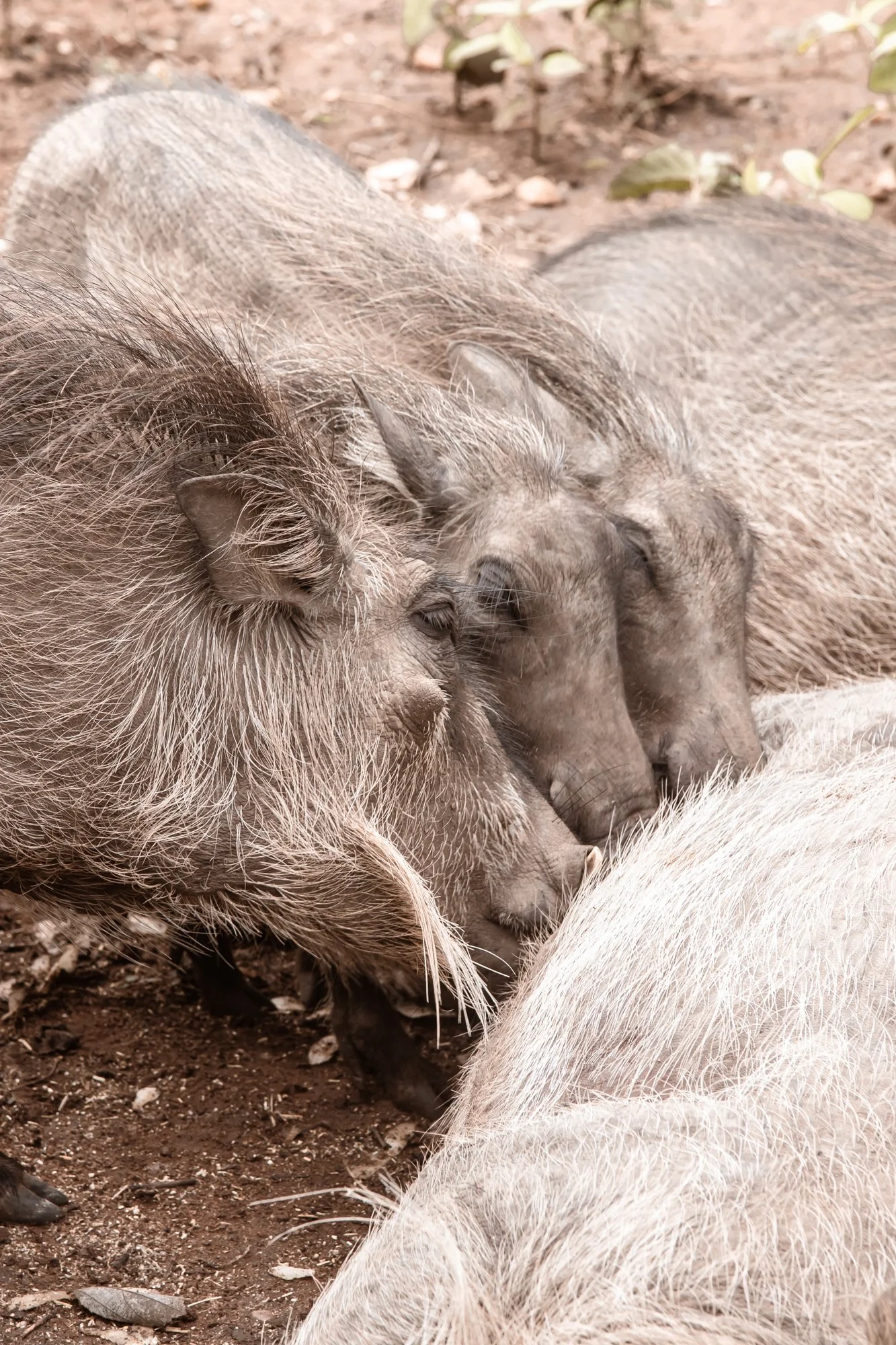 3W8A0110unfold-studio-wildlife-conservation-africa.jpg