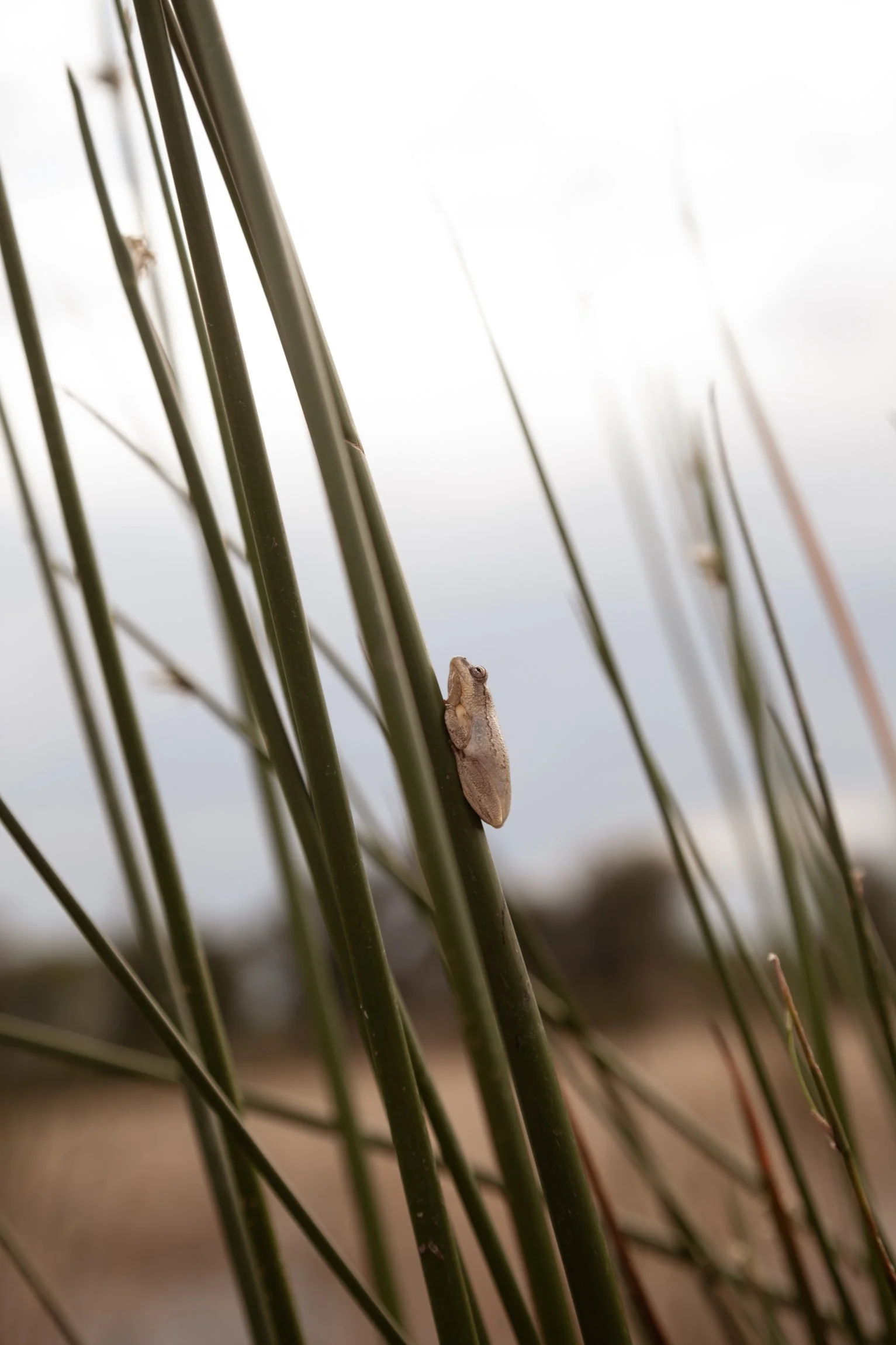 botswana-okavango-delta-13.jpg