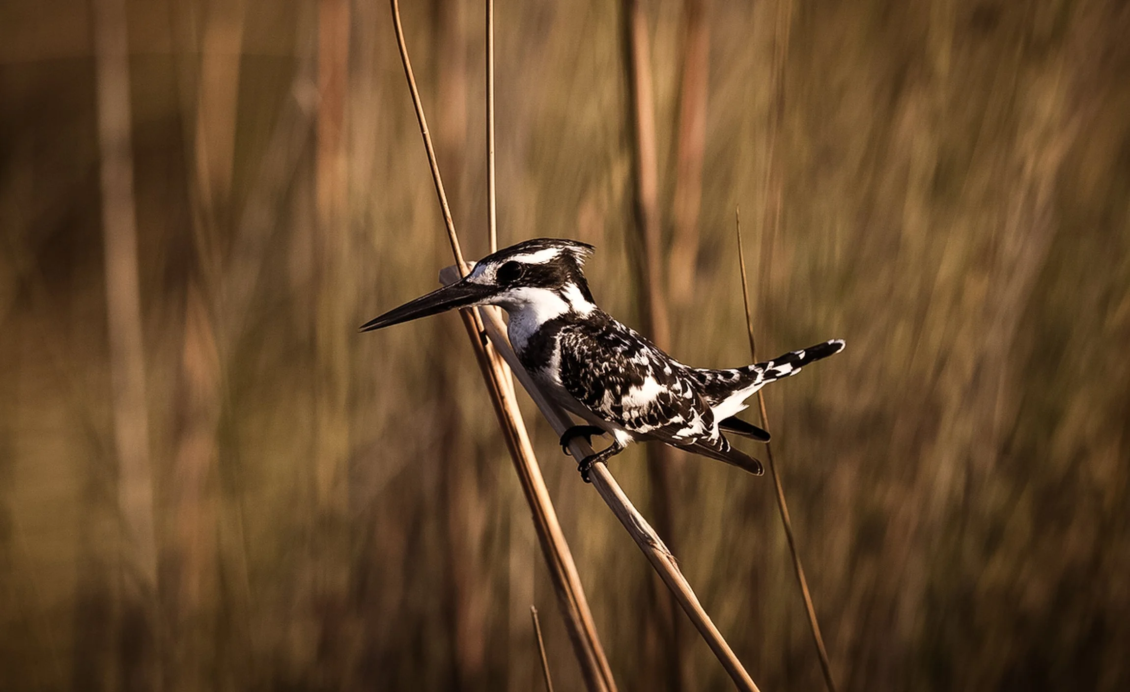 botswana-okavango-delta-14.jpg