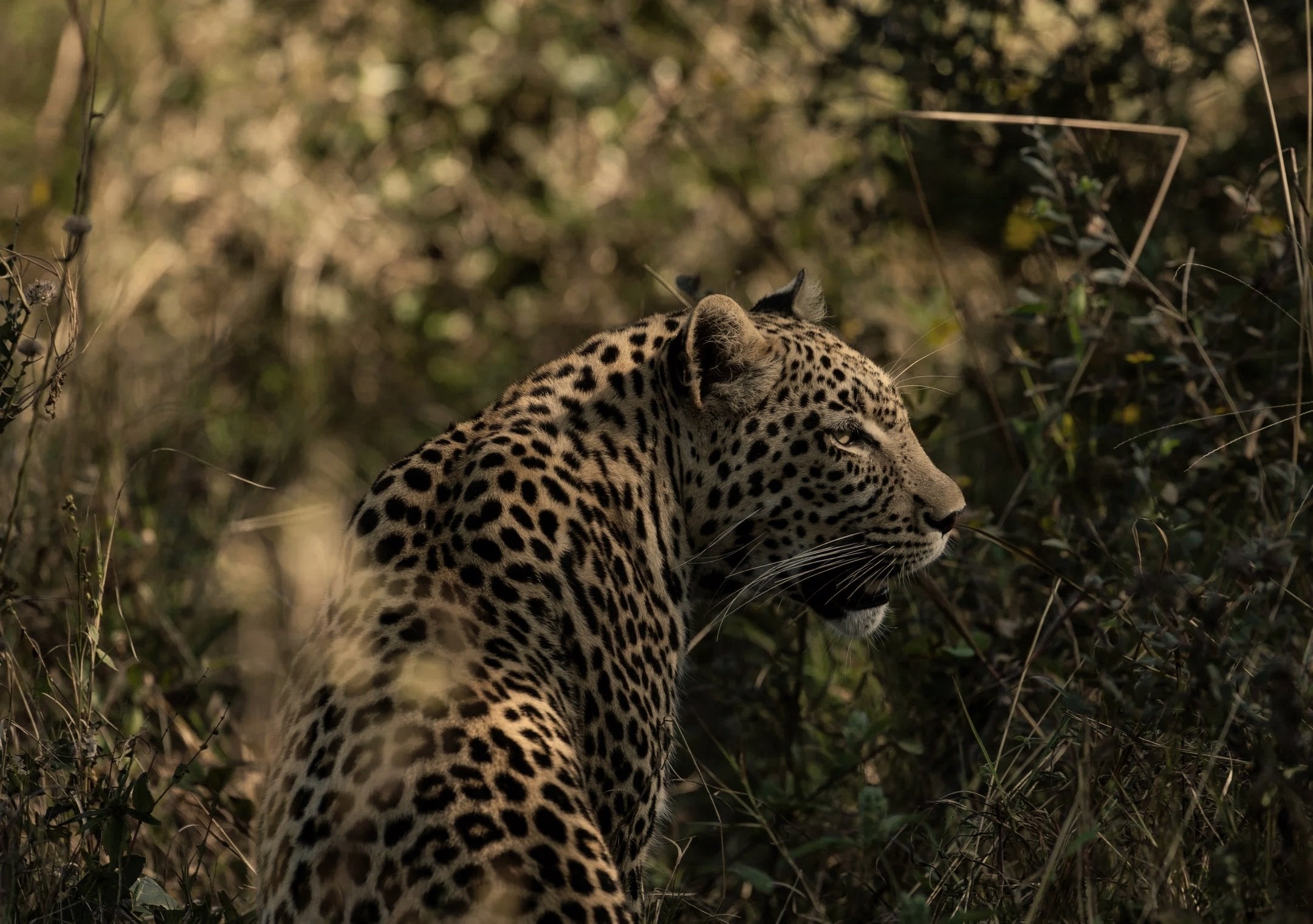 16+KPR+-+Leopard.jpg