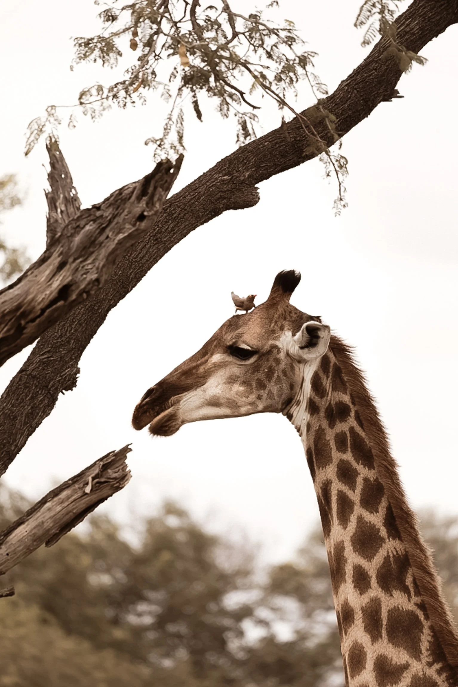 botswana-okavango-delta-31.jpg