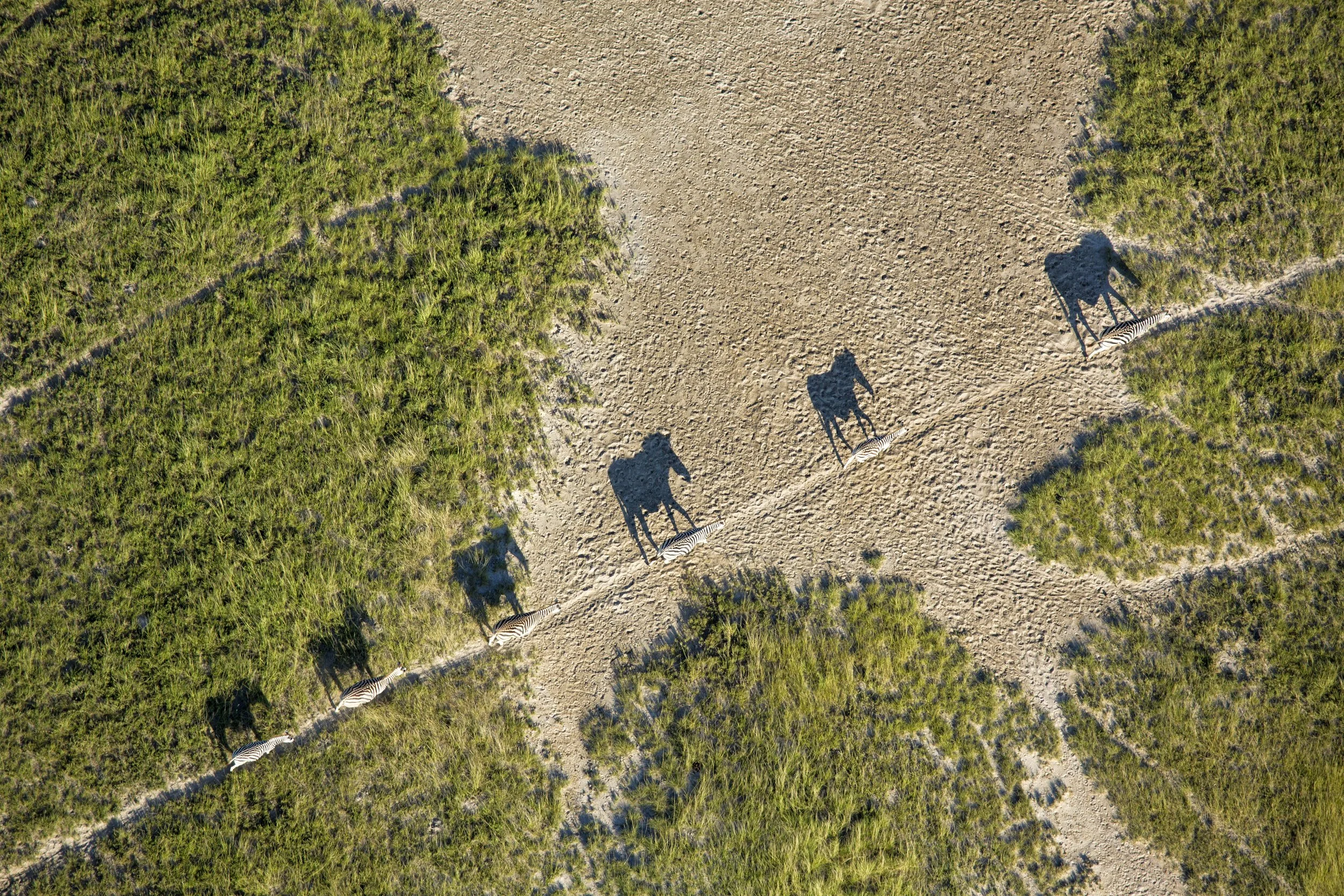 06 Zebra migration.jpg