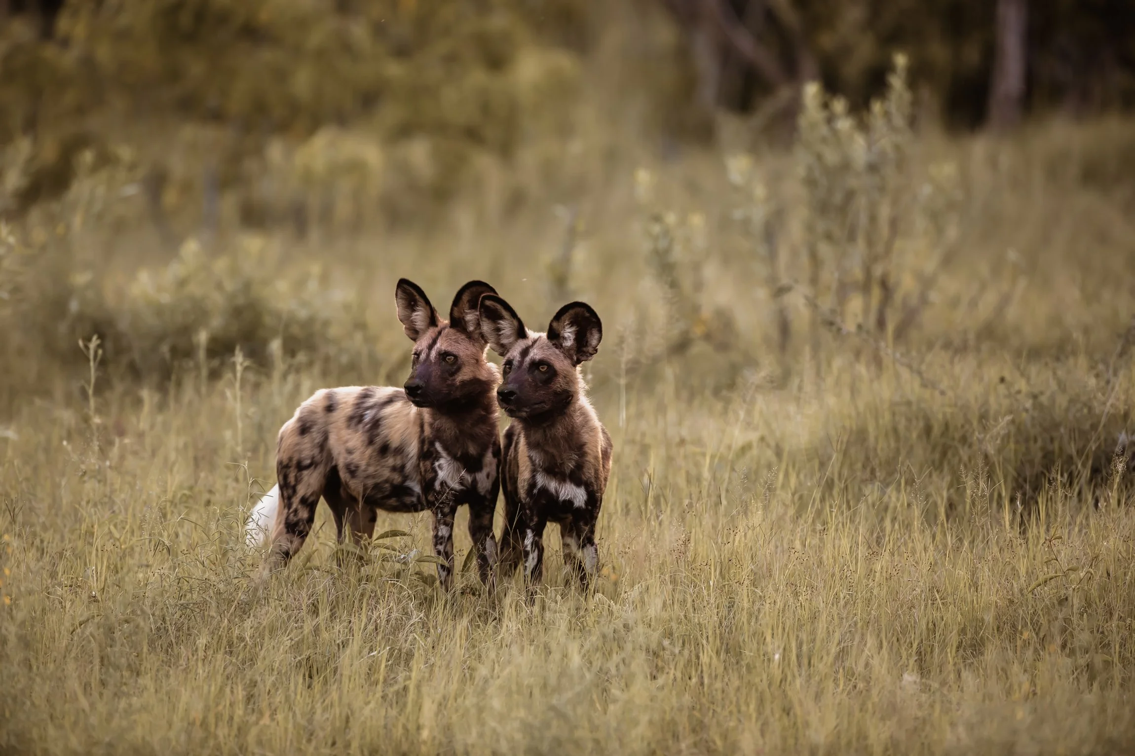 botswana-okavango-delta-8.jpg