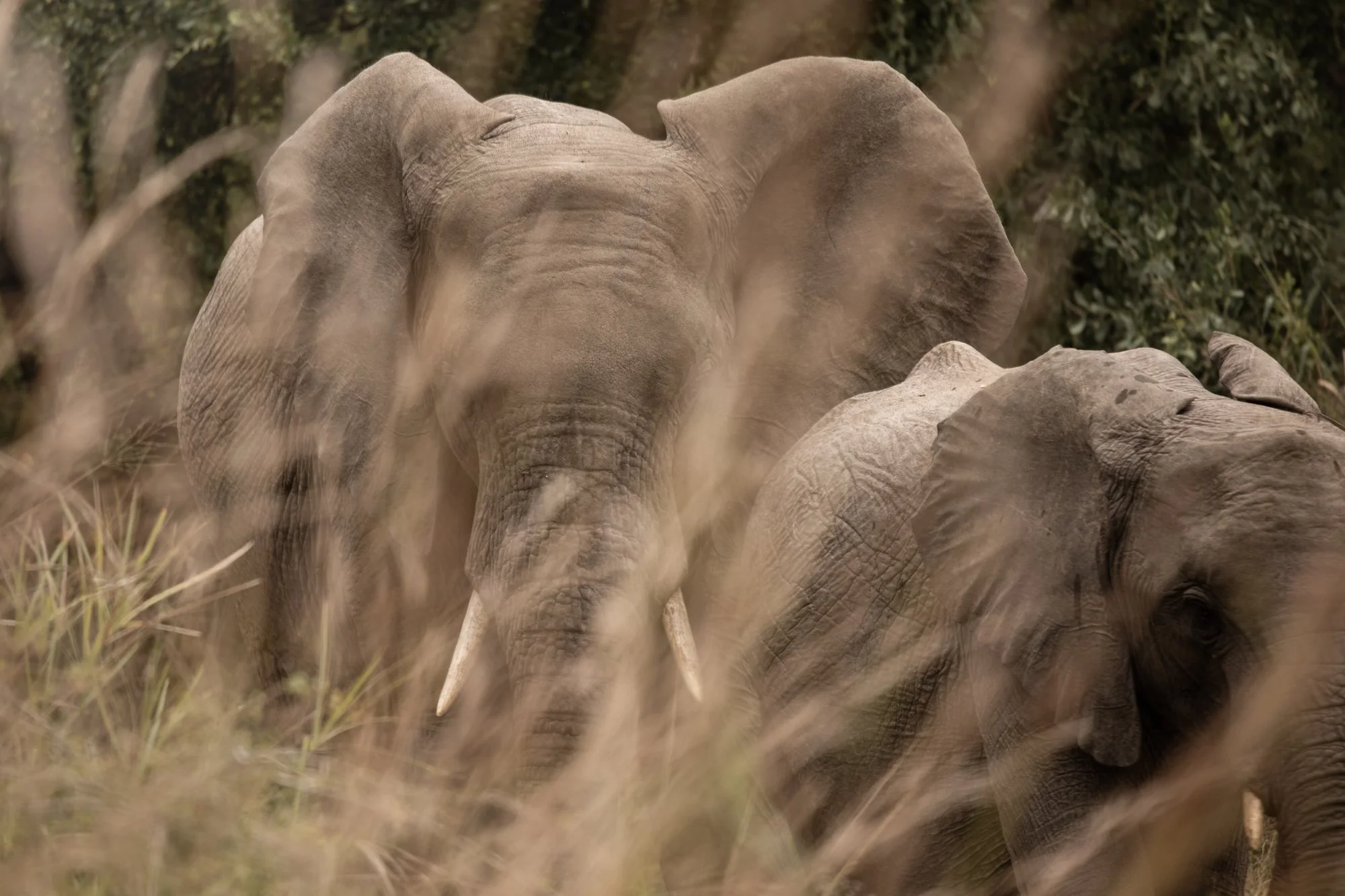 3W8A4899unfold-studio-wildlife-conservation-africa.jpg