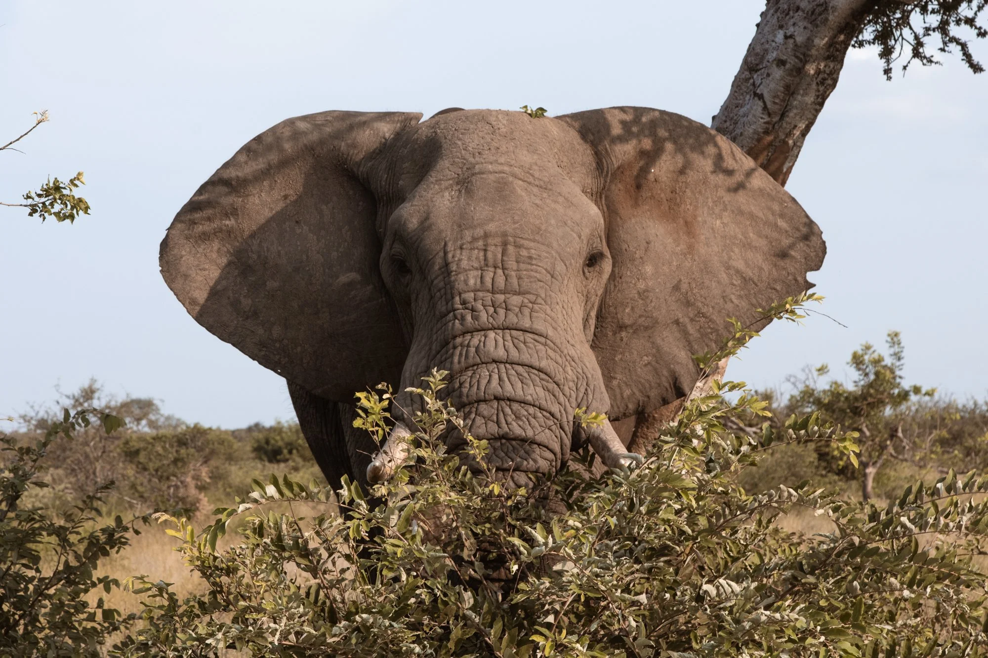 3W8A9974unfold-studio-wildlife-conservation-africa.jpg