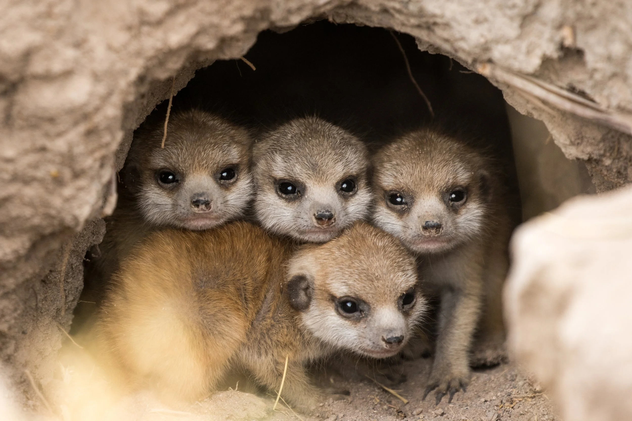06 Meerkat experience.jpg