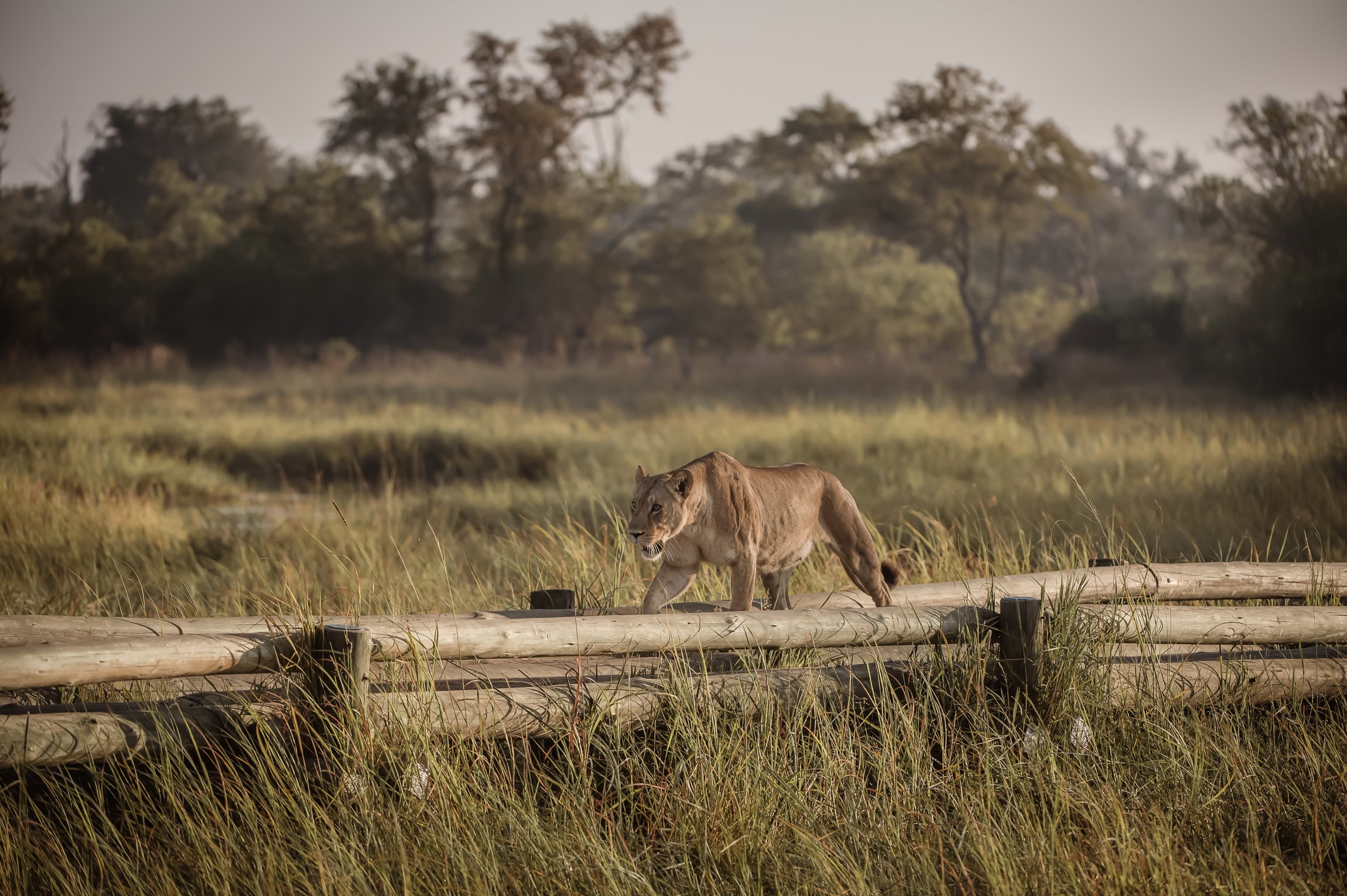 botswana-okavango-delta-22.jpg