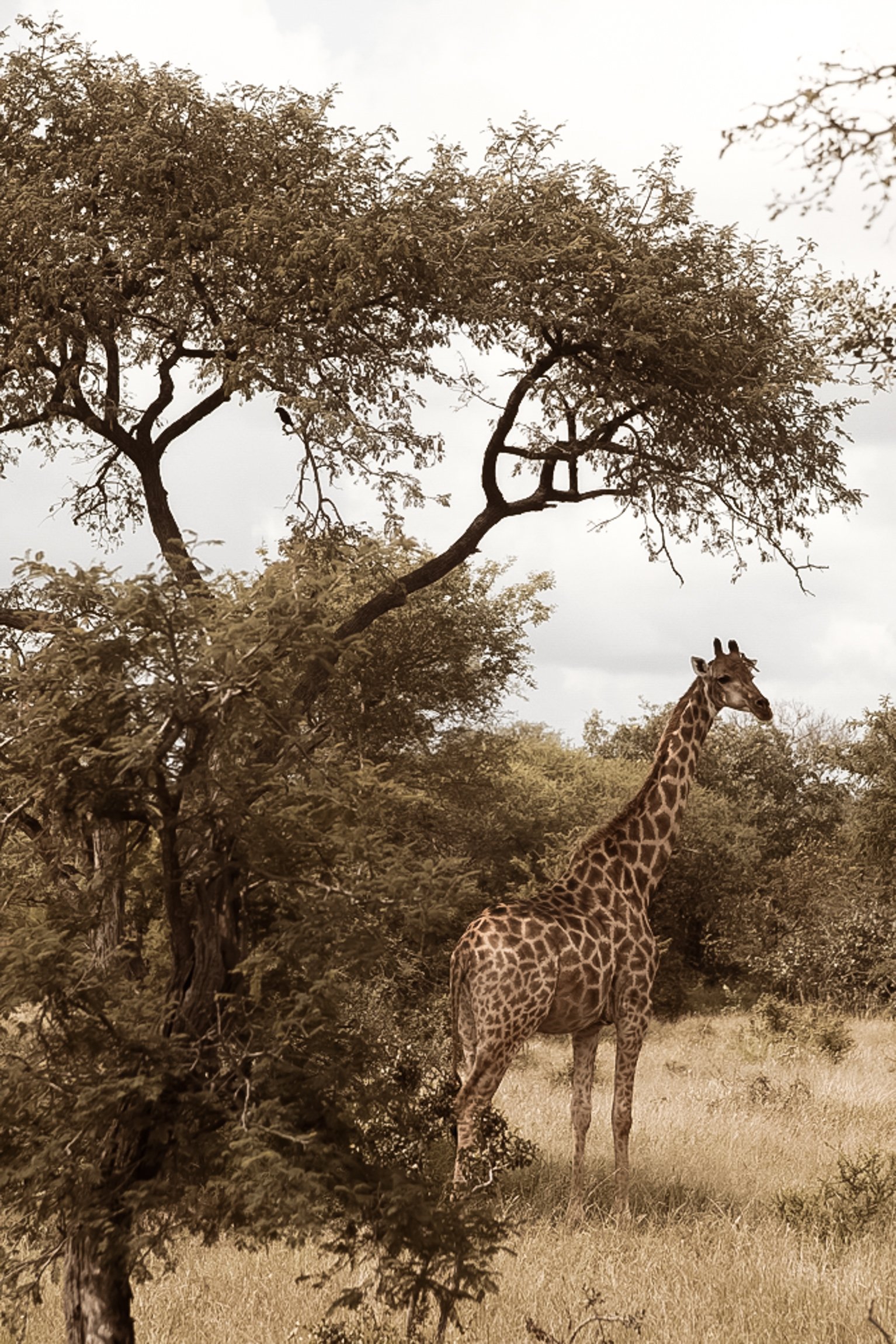 botswana-okavango-delta-30.jpg