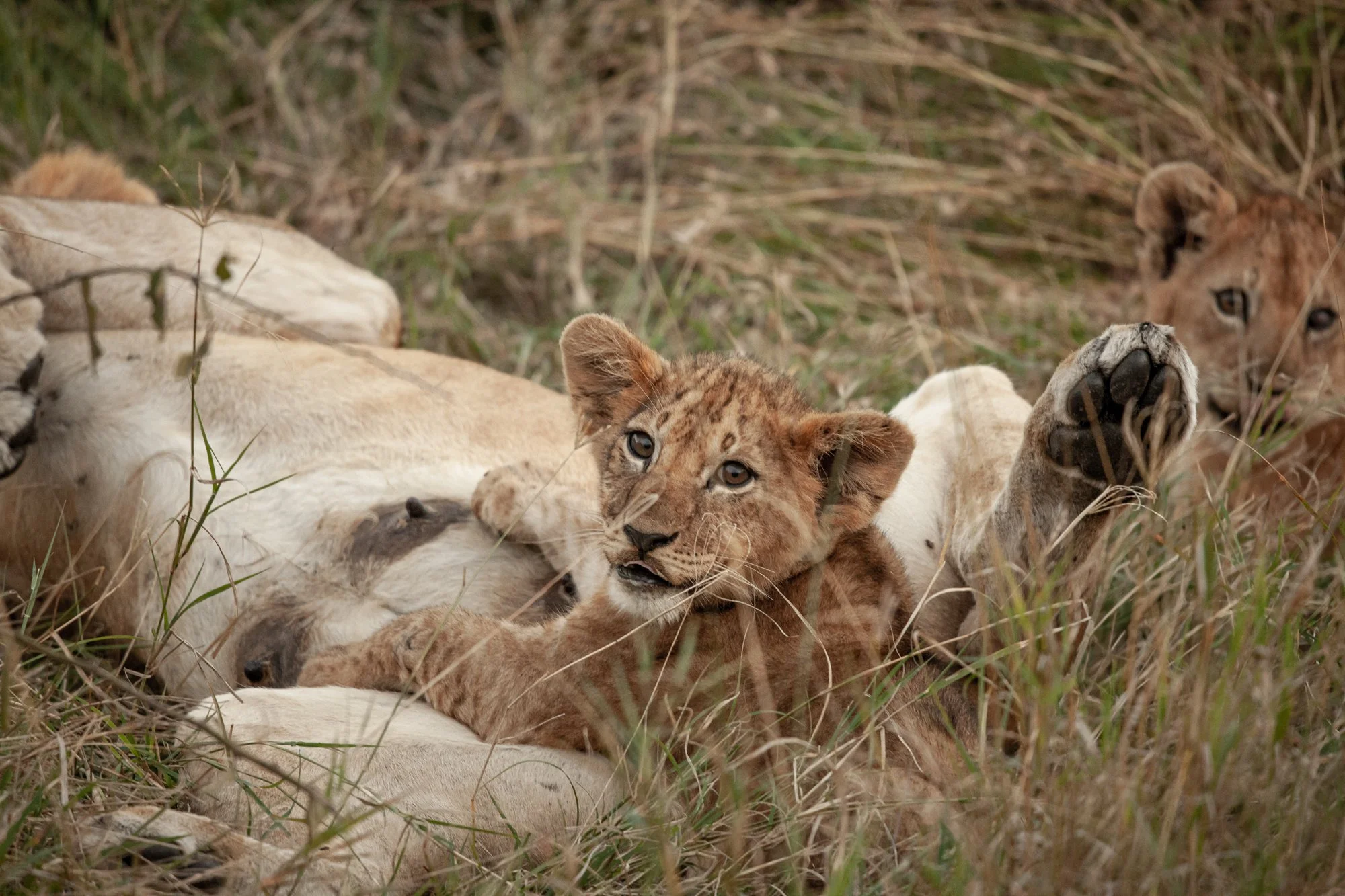 IMG_0713unfold-studio-wildlife-conservation-africa.jpg
