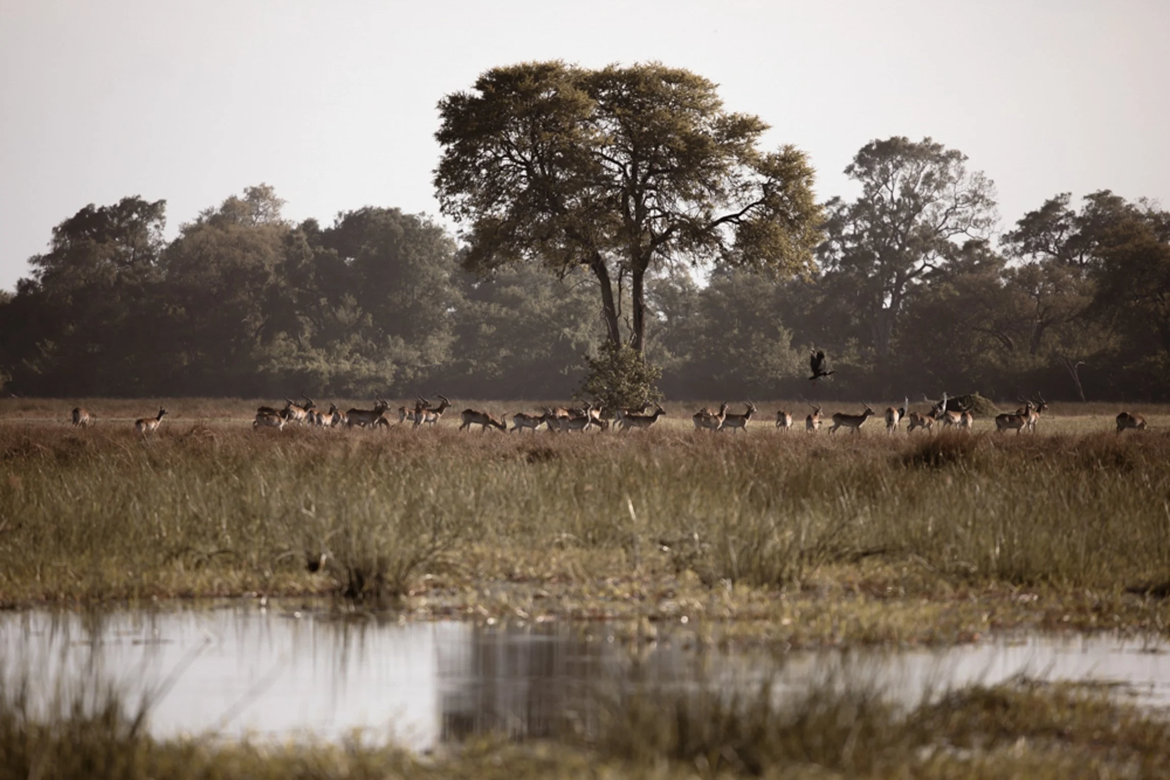 botswana-okavango-delta-26.jpg