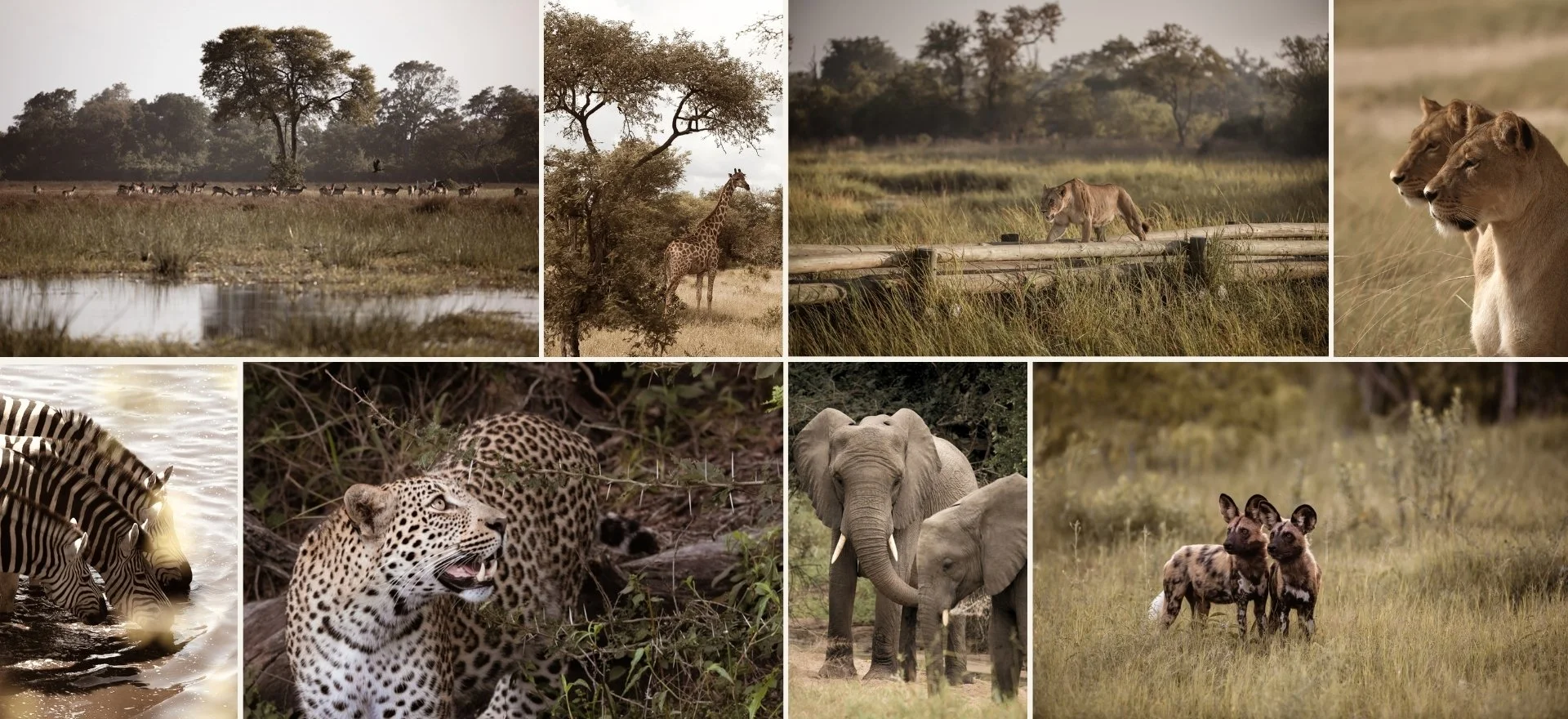 khwai-reserve-botswana-expedition-unfold-africa.jpg