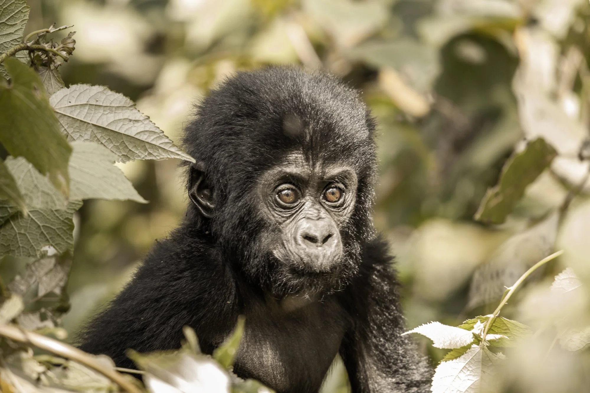 IMG_9639unfold-studio-wildlife-conservation-africa.jpg