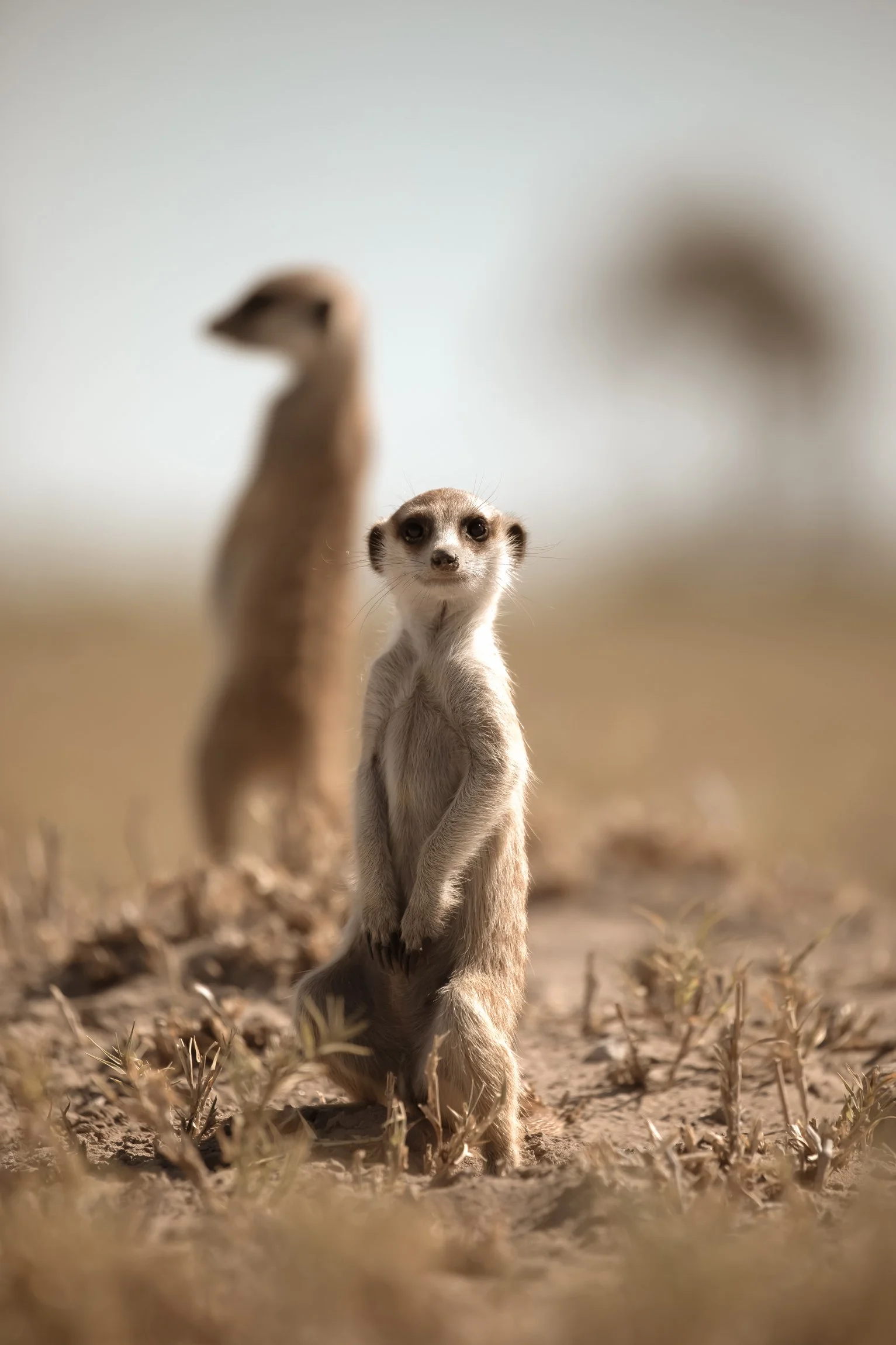 botswana-kalahari-magadigadi-pans-10.jpg