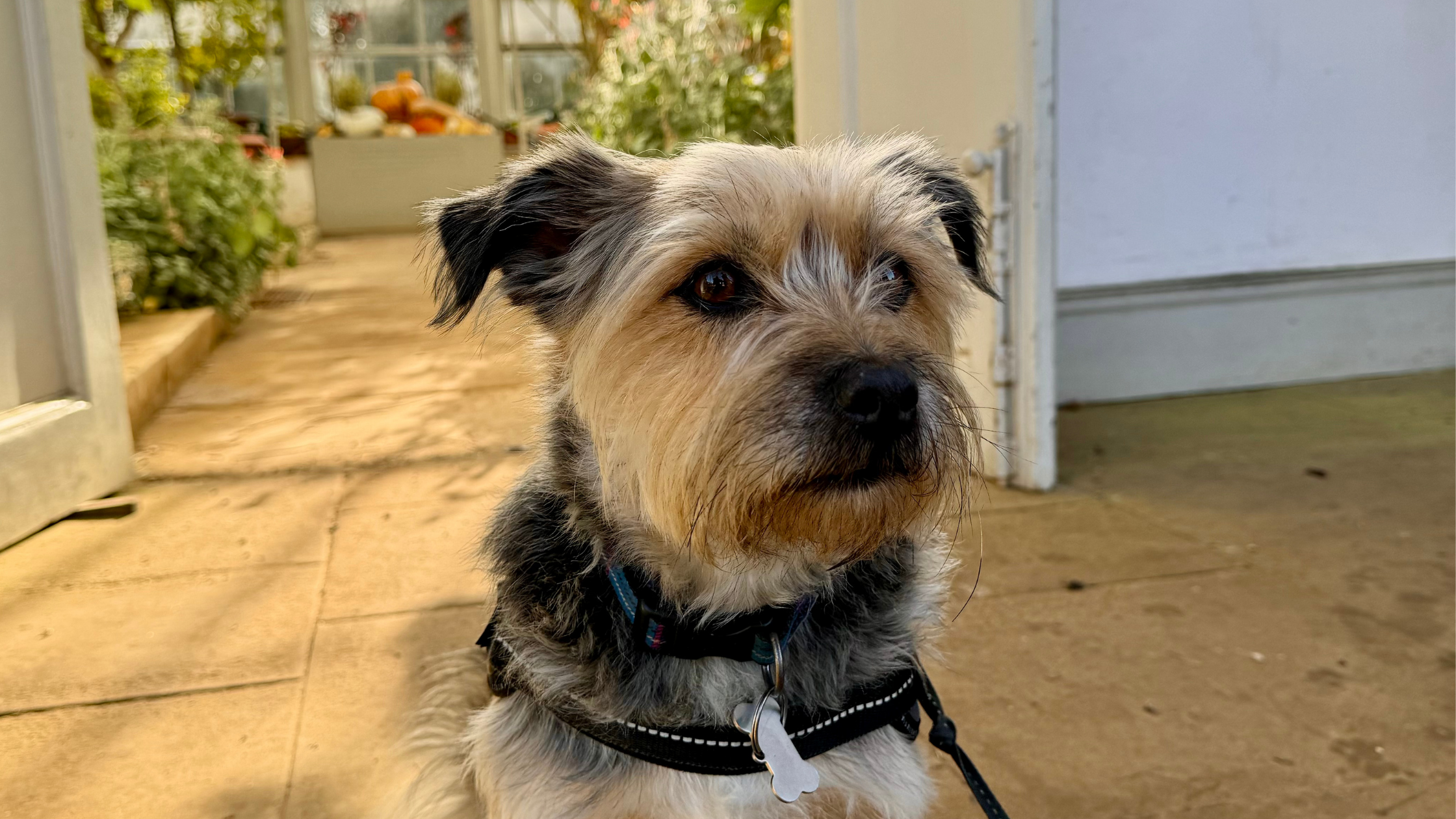10 Dog-Friendly Things to Do in North Norfolk This Autumn: The Ultimate Bucket List