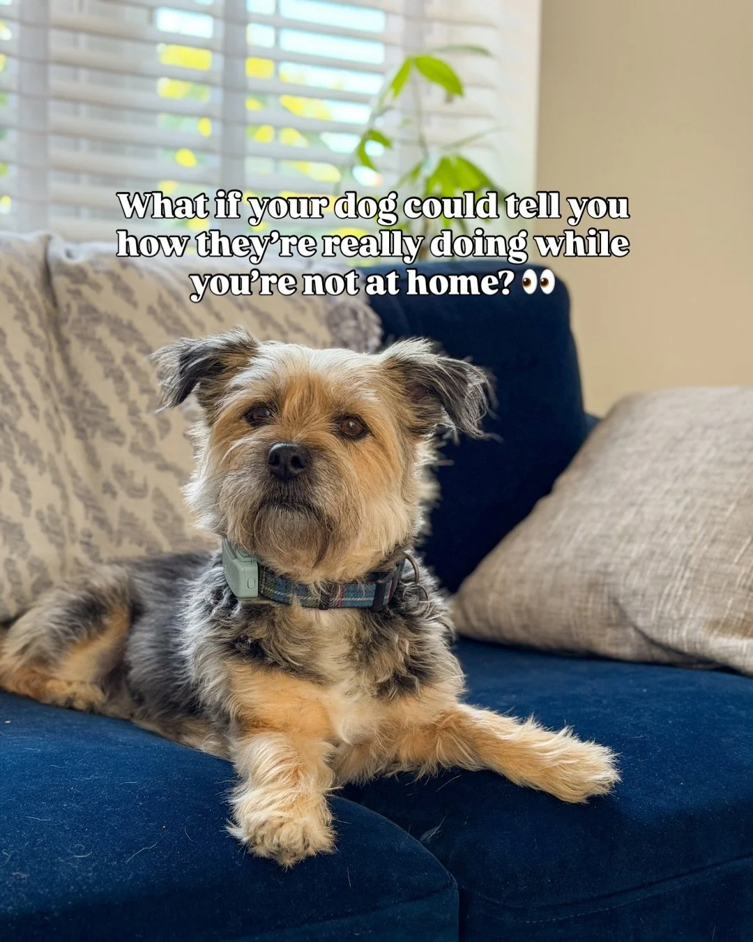 Anyone else spend their day wondering if their dog is ok? 🙋&zwj;♀️ AD

I can&rsquo;t be the only one, but that&rsquo;s where @tractive has been super useful. It&rsquo;s like a smart watch for your dog and can give you all sorts of useful information