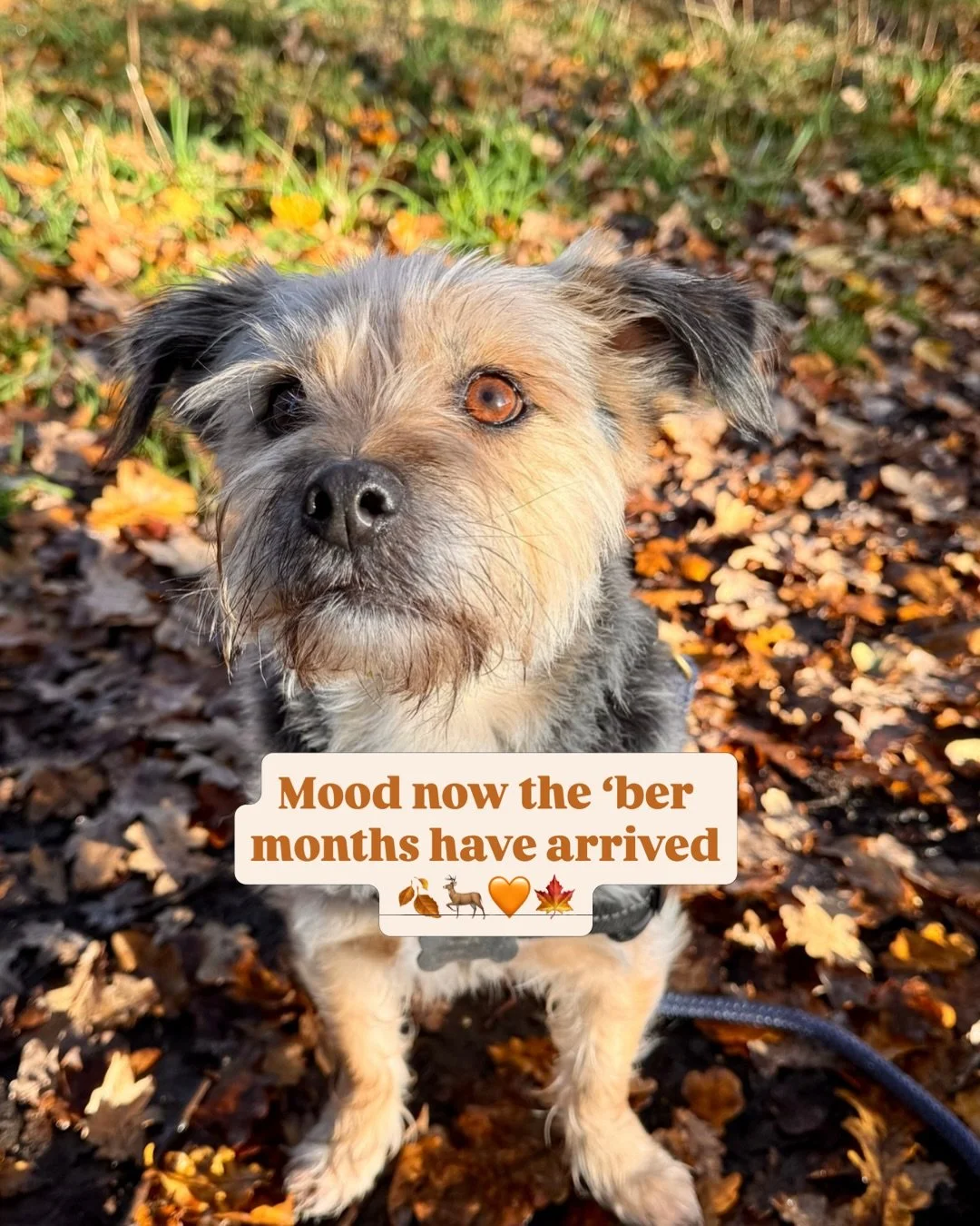 The &lsquo;ber months are finally here and I couldn&rsquo;t be more excited 😍🍁🍂 

I can&rsquo;t wait for long walks in the crisp leaves followed by curling up in the warm with a roast dinner and apple crumble and running a hot bath 🤤

What are yo