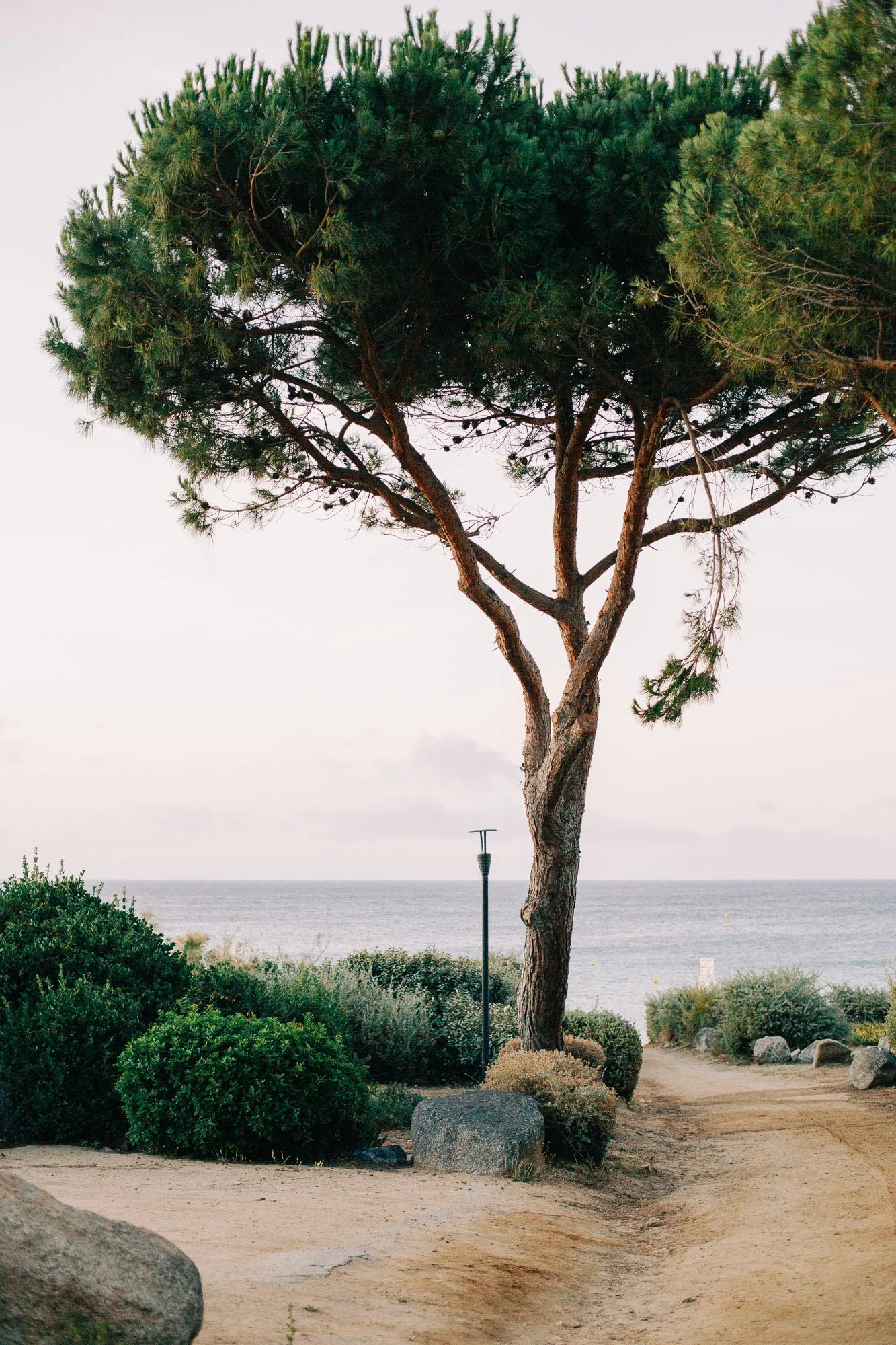 Un arbre solitaire près de la mer avec un chemin de sable, entouré de buissons, sous un ciel nuageux.