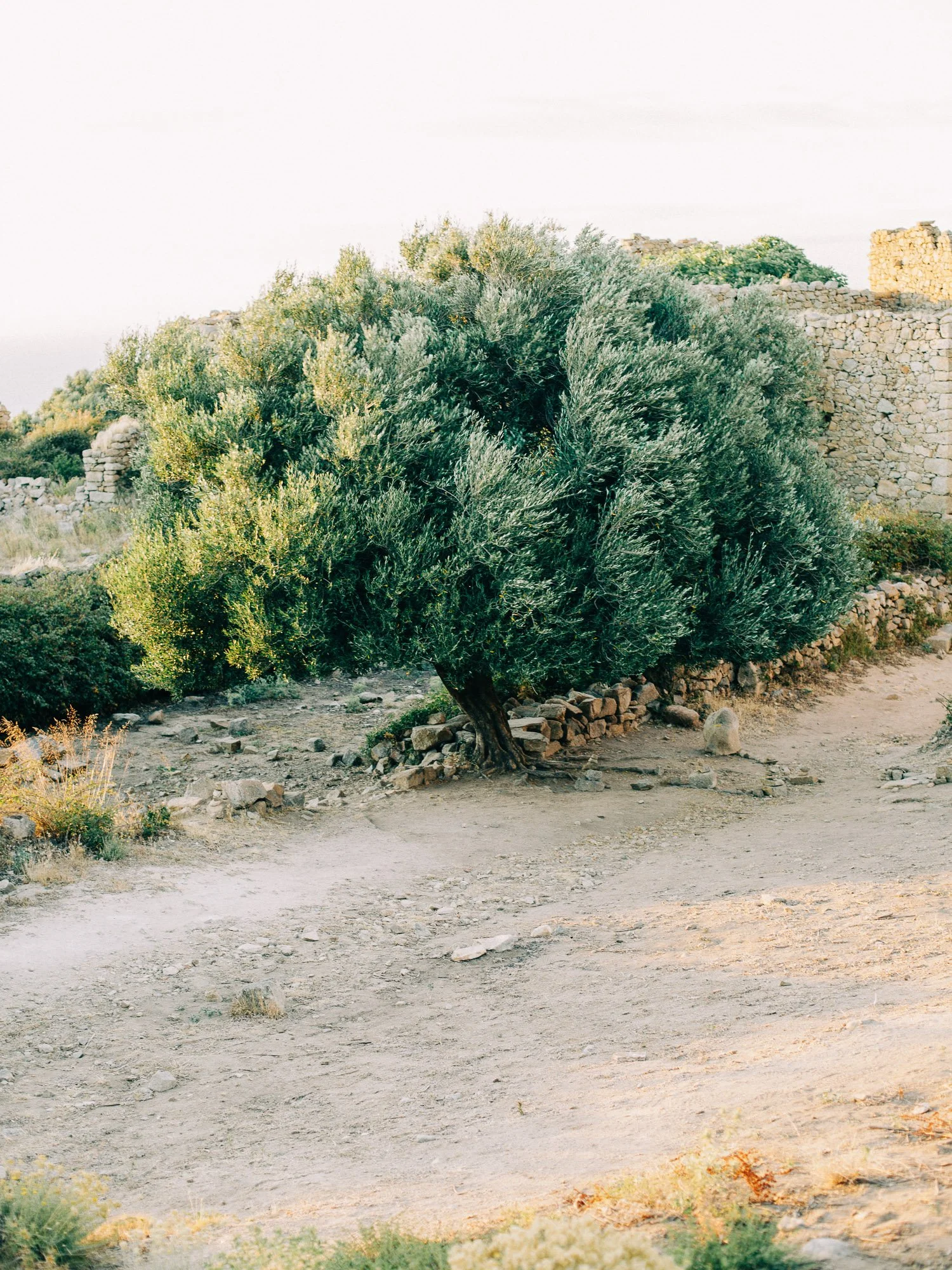 Un arbre touffu dans un paysage aride avec des murs en pierre en arrière-plan.