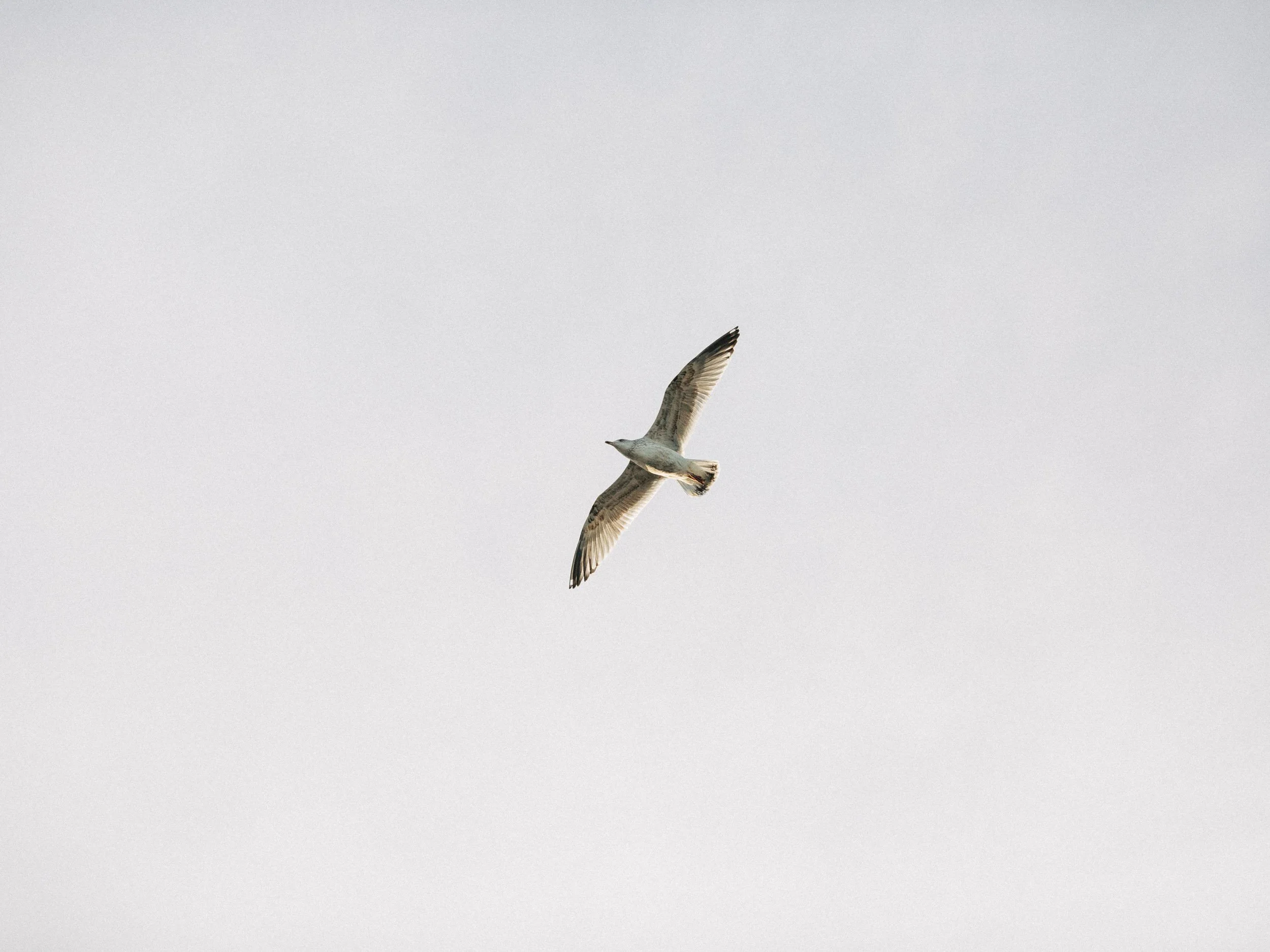 Un oiseau en vol dans un ciel gris clair, avec ses ailes déployées et son corps incliné vers le bas.