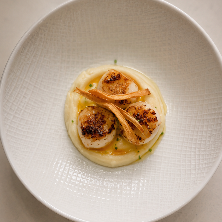 scallop.png