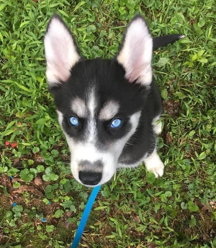 Yard Clean Up- Pooper Scooper