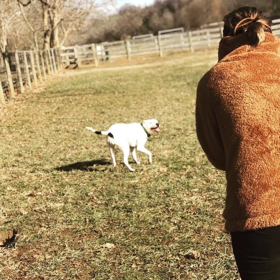 Dog Walking & Check In's