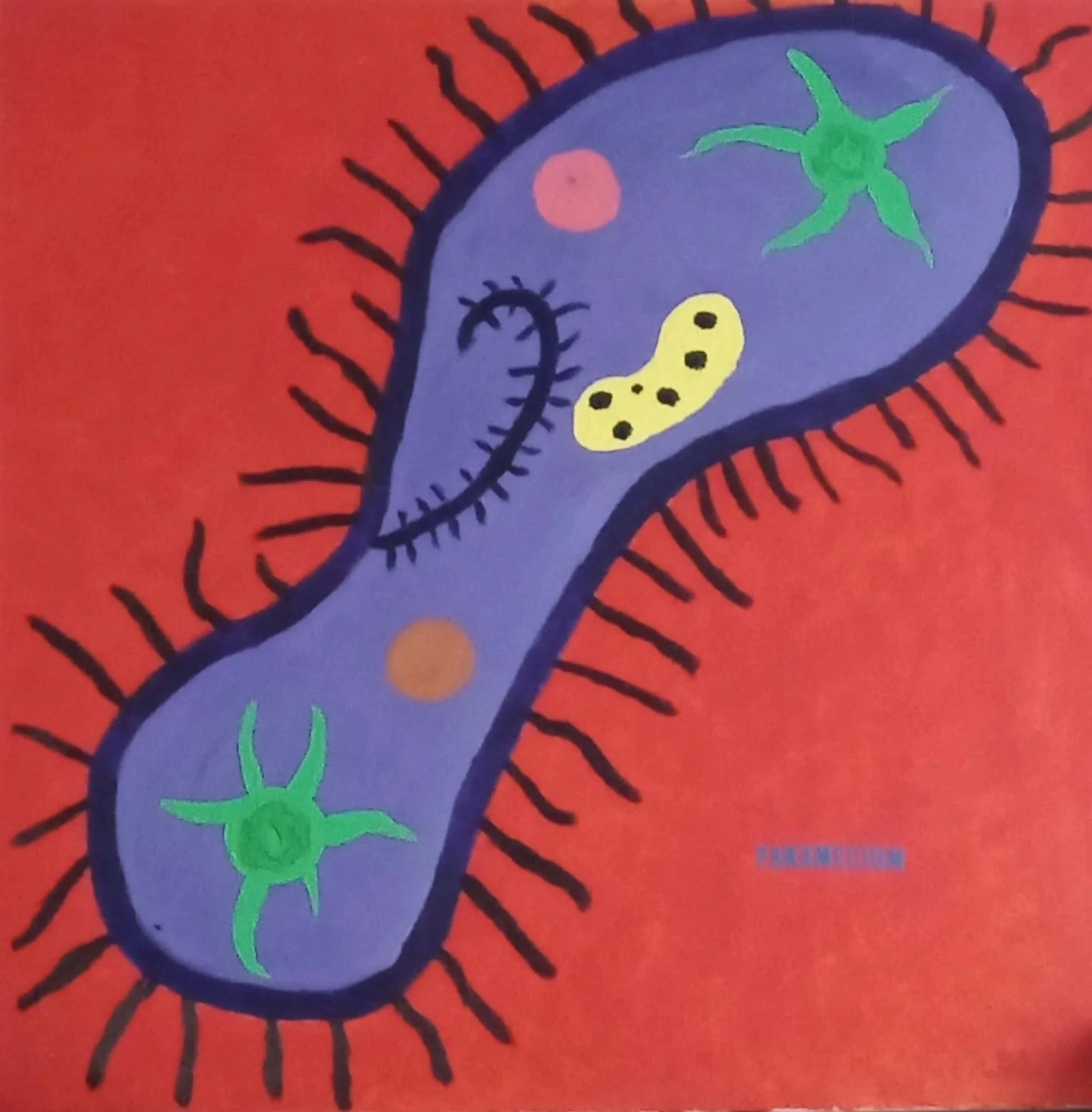 paramecium.jpg