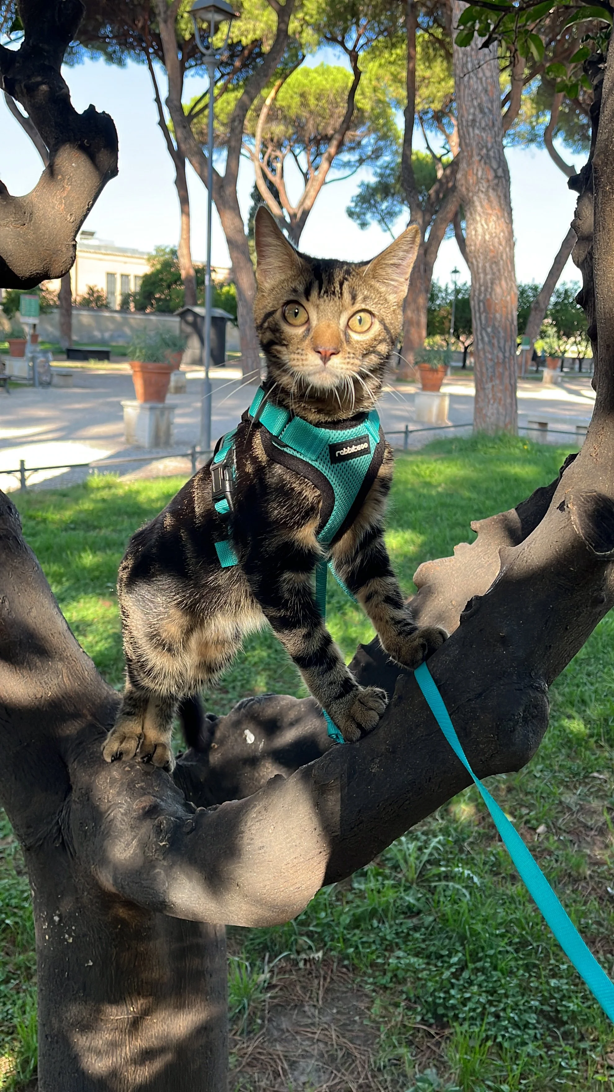 A tabby cat with yellow eyes and a harness perched on a tree branch in a park with green grass, trees, and buildings in the background.