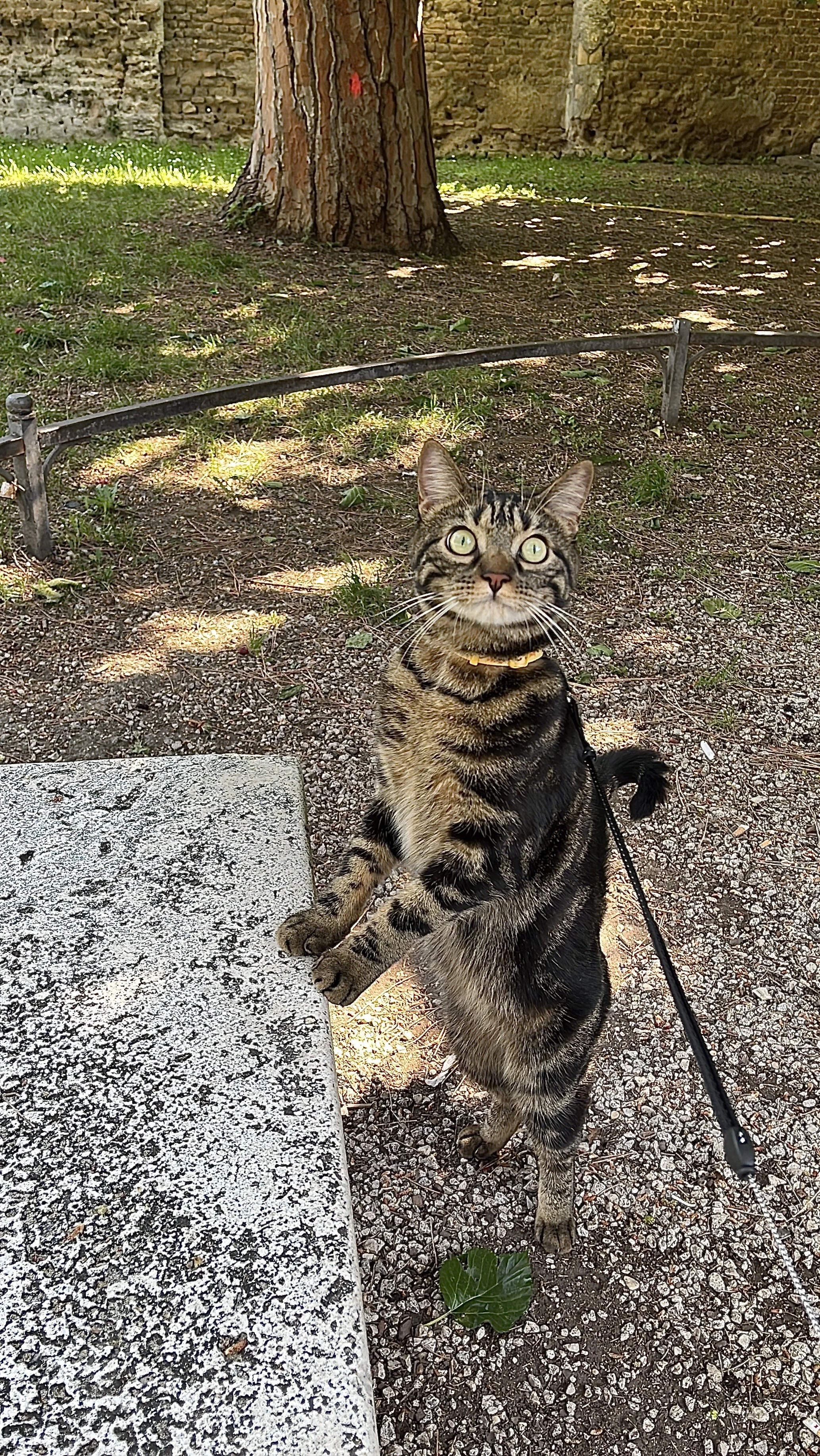 A tabby cat with yellow eyes and a collar standing on its hind legs on gravel, looking up, outdoors near a stone bench, with a large tree, green grass, and a stone wall in the background.