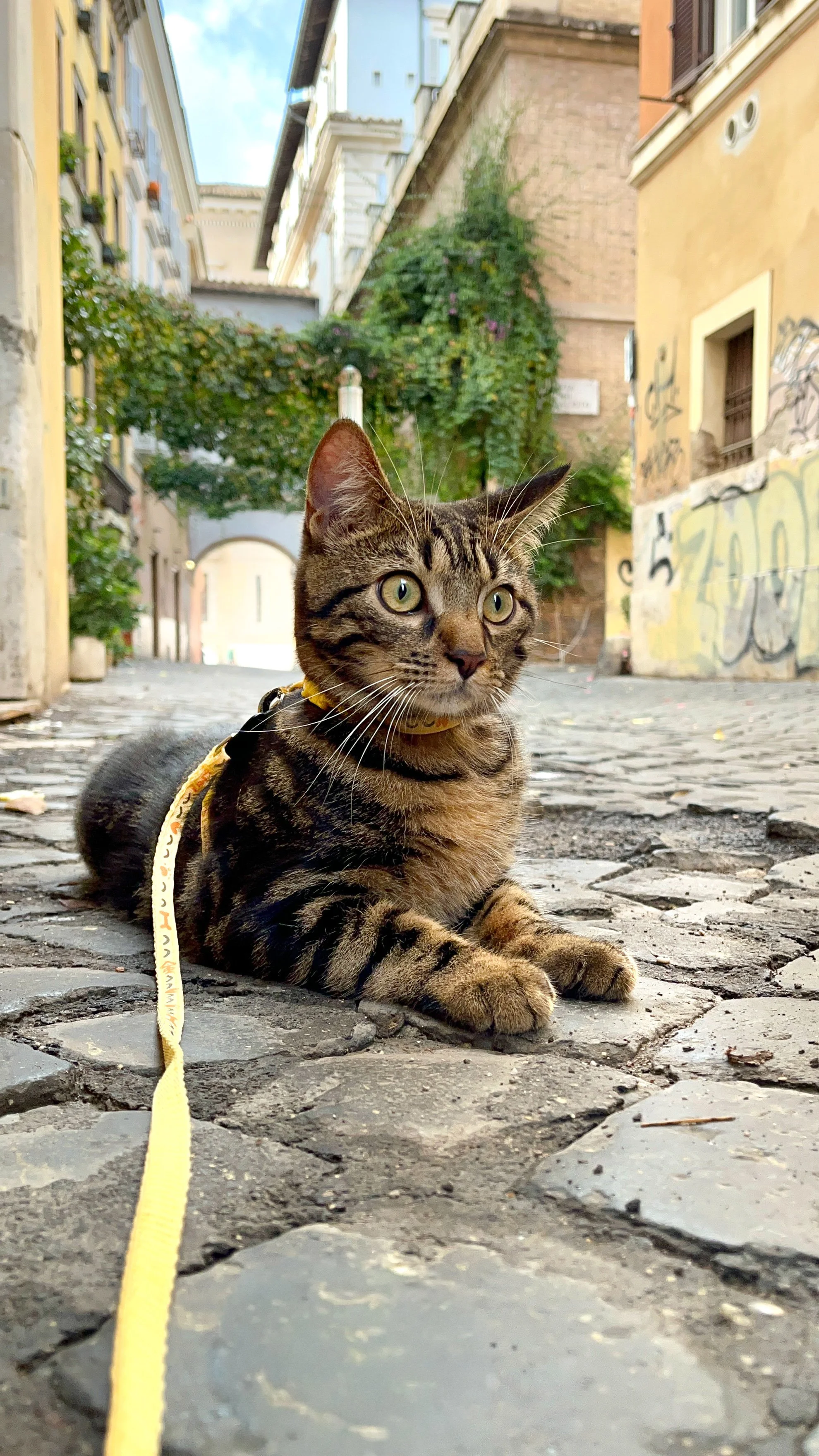A tabby cat wearing a yellow collar and leash, lying on a cobblestone street in an urban area with colorful buildings and graffiti in the background.
