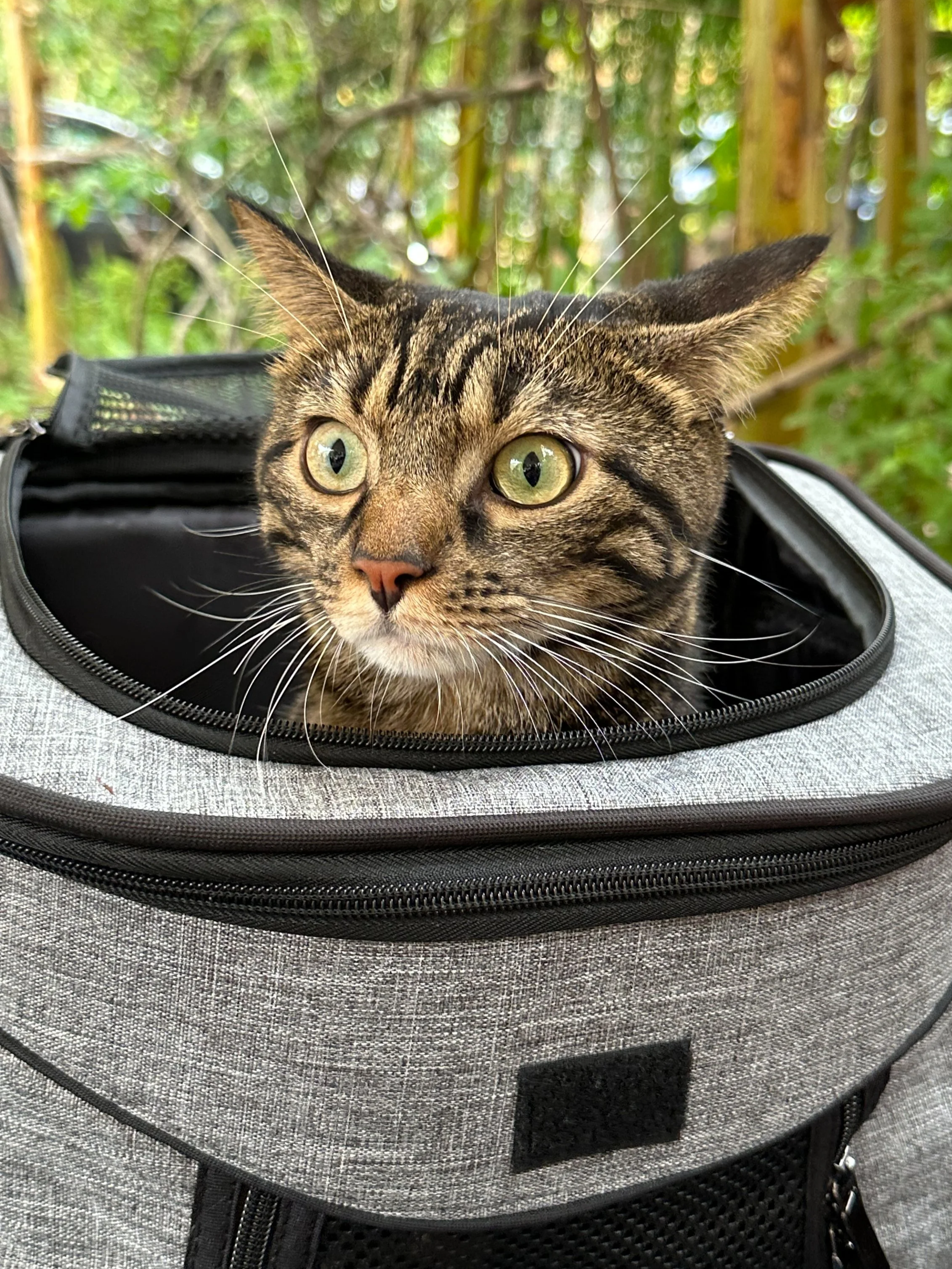 Close-up of a tabby cat with green eyes resting inside a gray and black pet carrier, outdoors among bamboo plants.