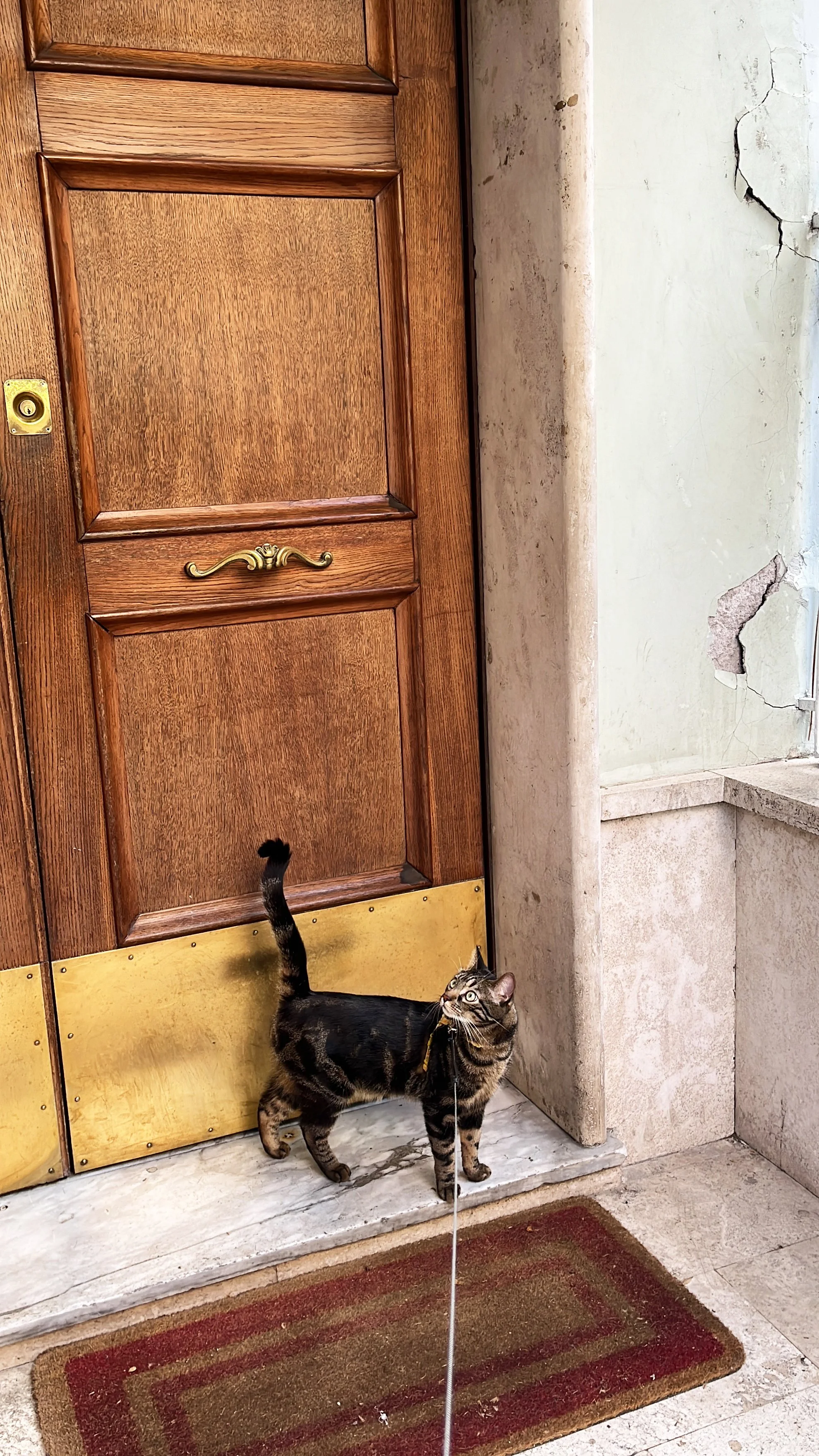 A tabby cat with a leash standing on a marble step in front of a wooden door with brass accents. The cat is looking upward, and there is a red and brown rug on the floor.
