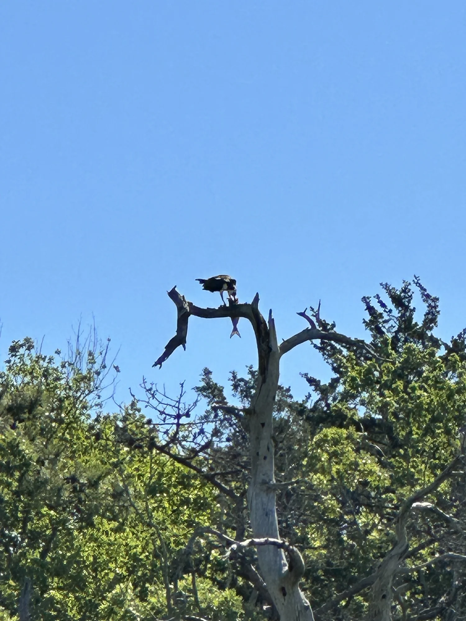 An osprey holding a fish on a tree branch beneath a blue sky.