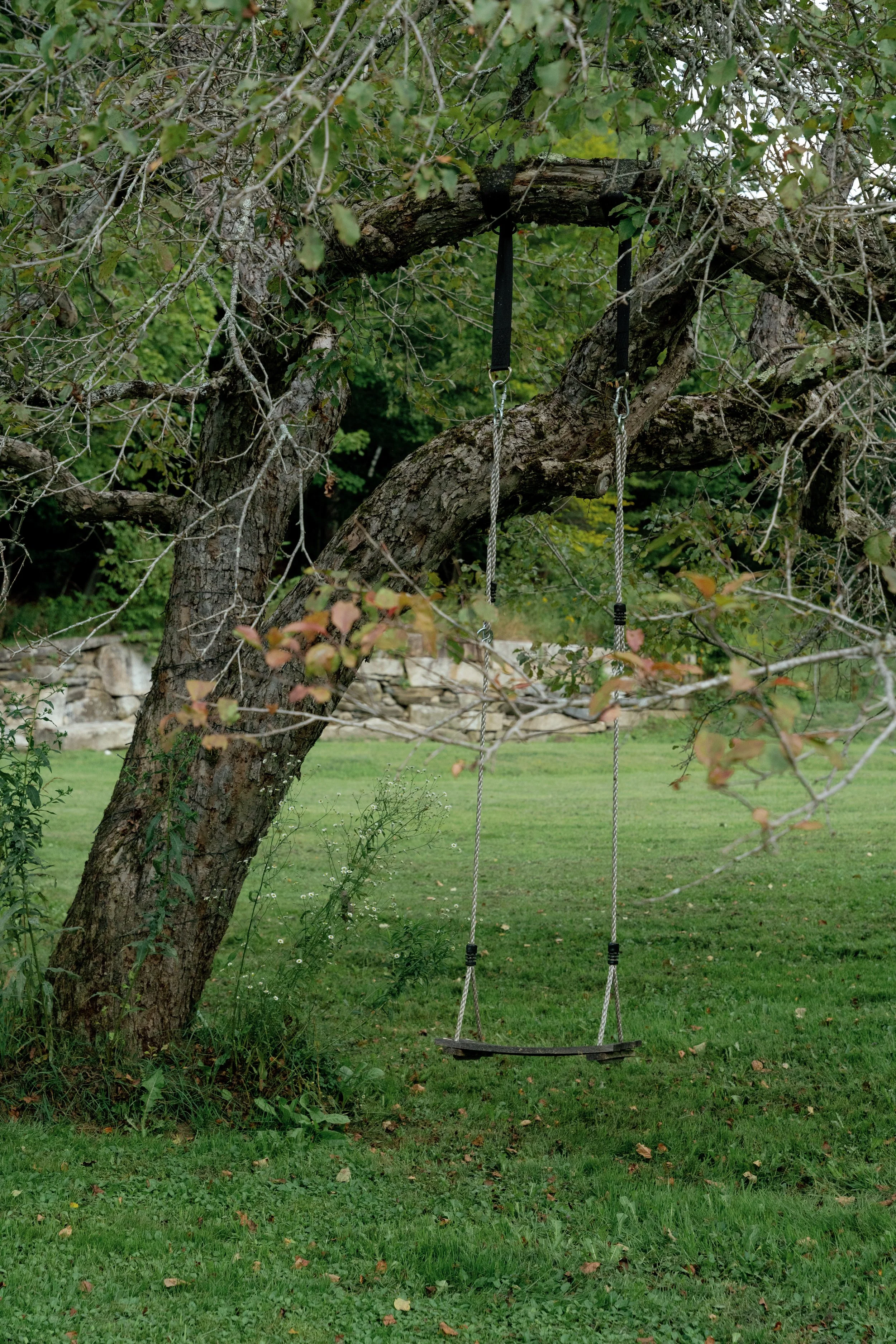 A wooden swing hanging from a tree branch with black straps, set in a lush green yard with grass and small plants.