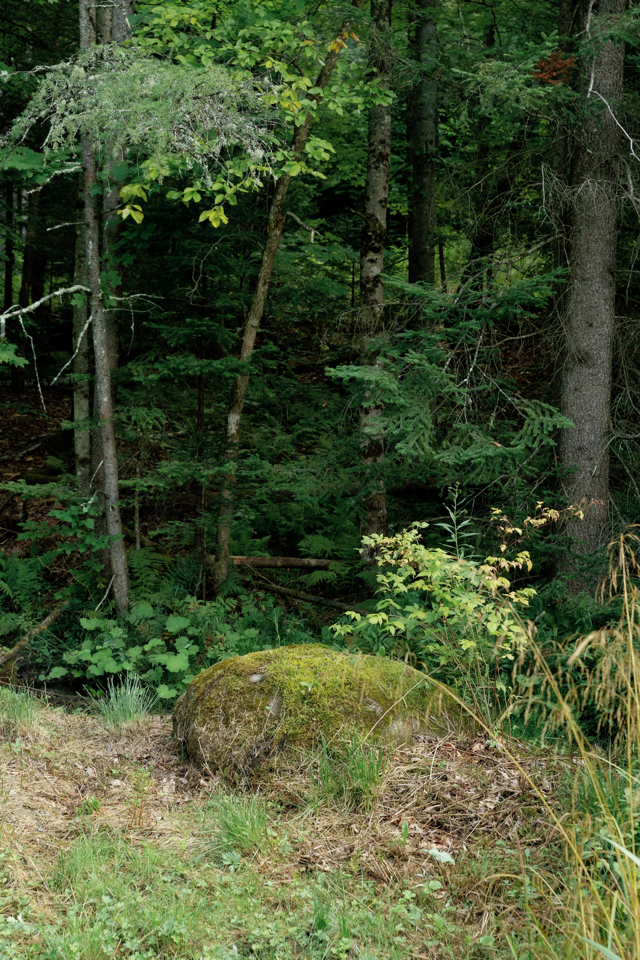 A moss-covered rock in a grassy area at the edge of a dense forest with tall trees and green foliage.
