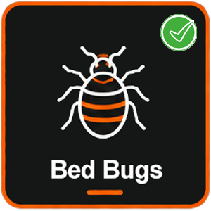 Bed bugs