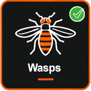 Wasps