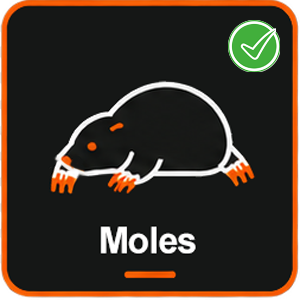 Moles