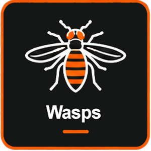 Wasps