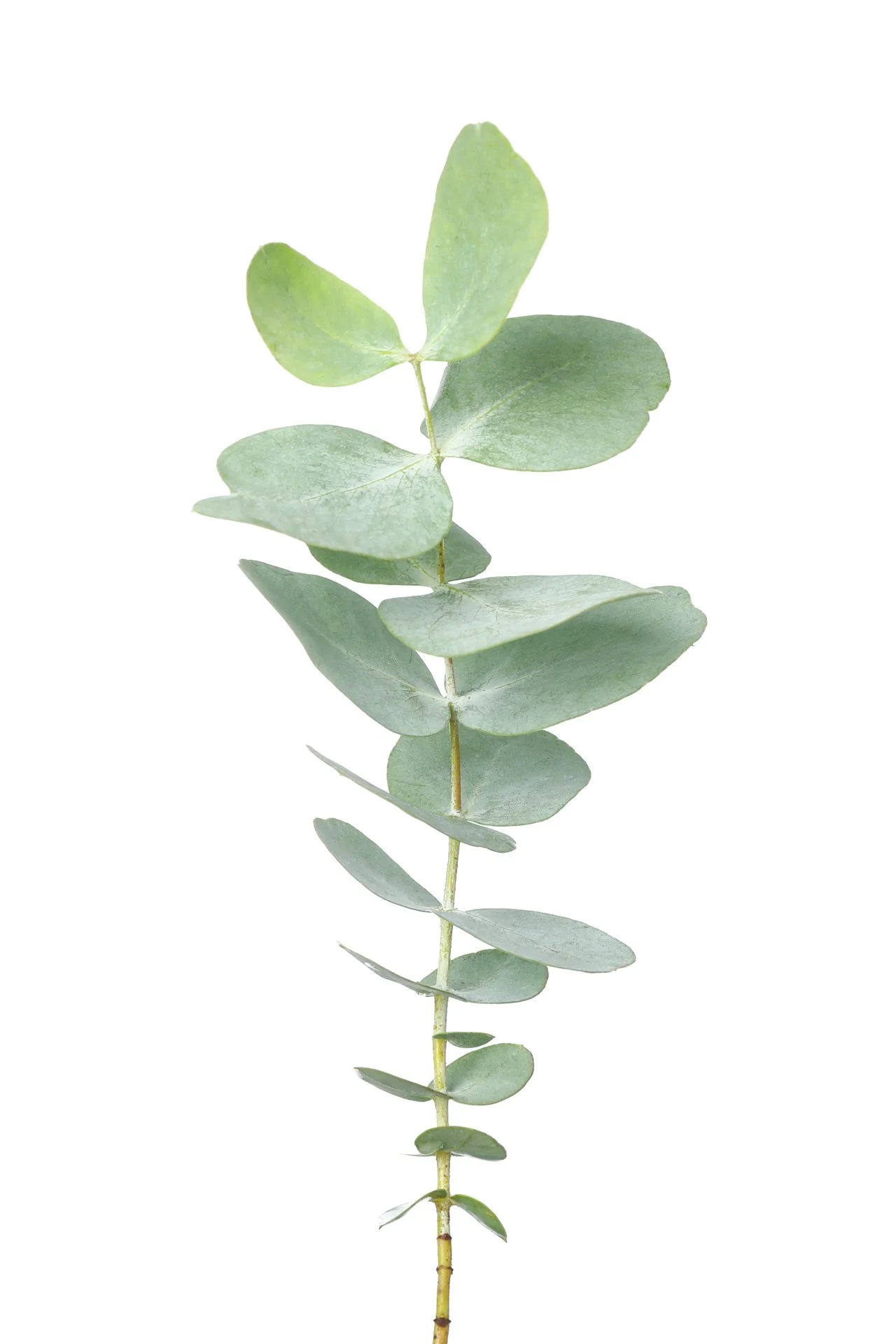 Eucalyptus branch with round blue-green leaves on a white background