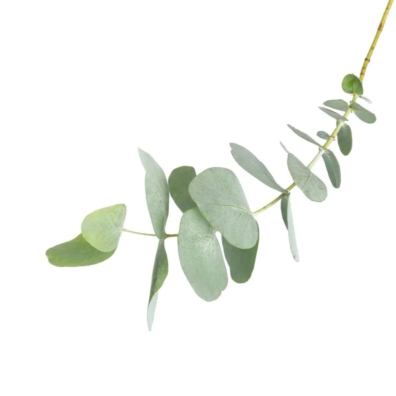 Eucalyptus branch with silvery-green oval leaves on a white background
