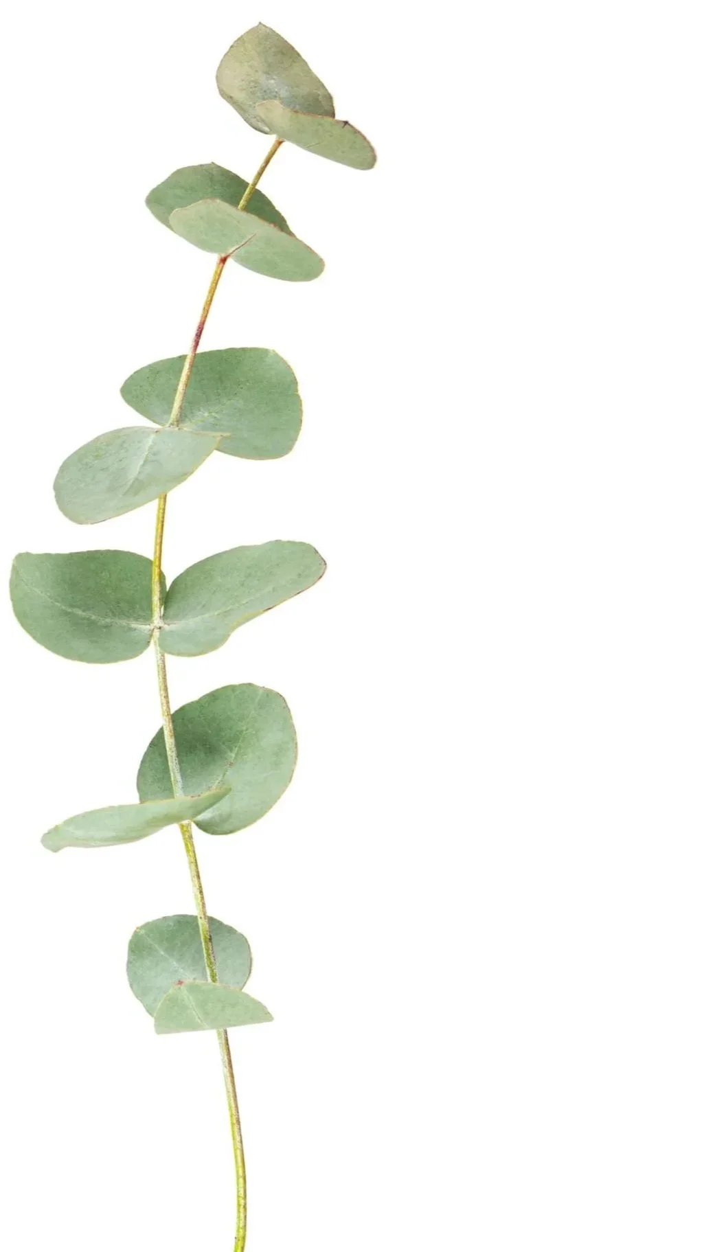 Close-up of a eucalyptus branch with round, silvery green leaves on a white background