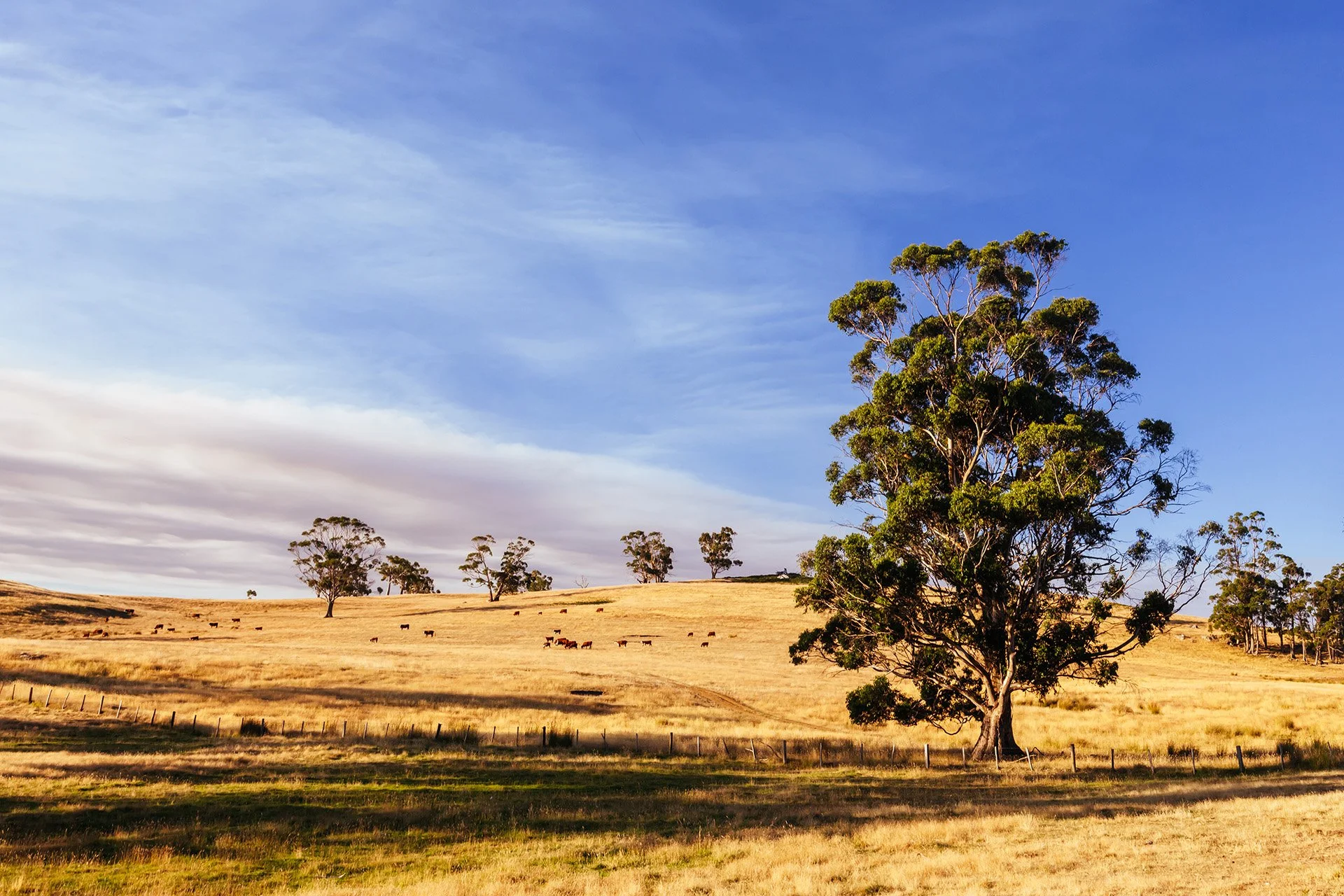Golden Australian farmland with grazing cattle, eucalyptus trees, wooden fence, and blue sky