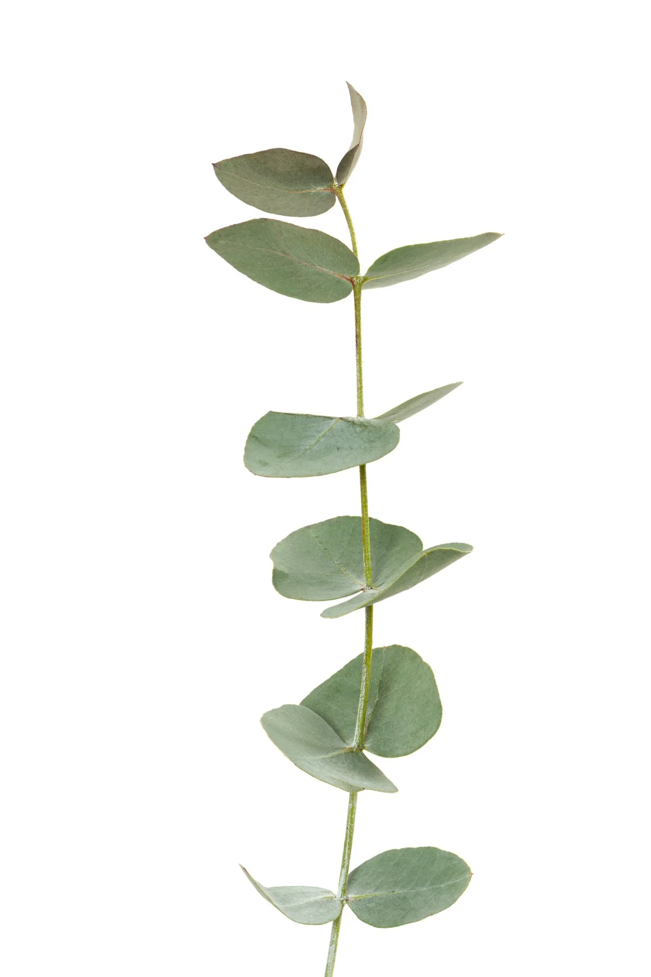 Eucalyptus branch with rounded blue-green leaves on a white background
