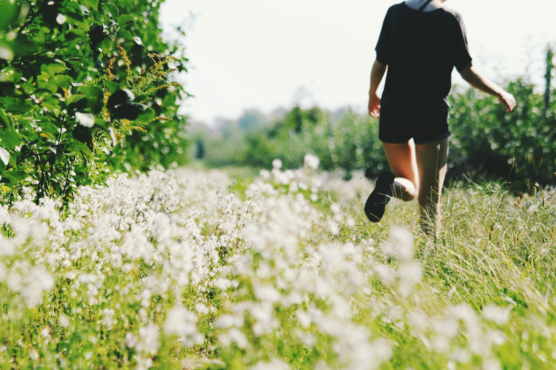 Person walking through a flower field on a sunny day.
