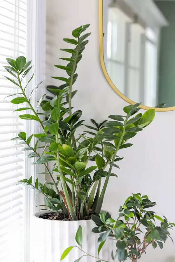 A large green houseplant with broad, shiny leaves in a white pot sitting on a windowsill next to a window with white blinds. A small part of a smaller plant is visible in the lower right corner, and a round mirror with a gold rim hangs on the wall behind.